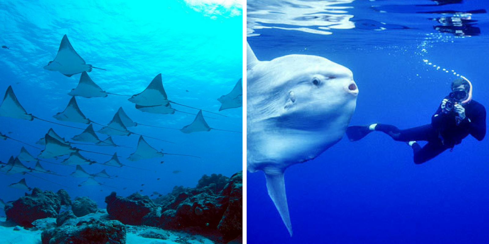 Rencontrez les raies manta et le mola-mola à Nusa Penida