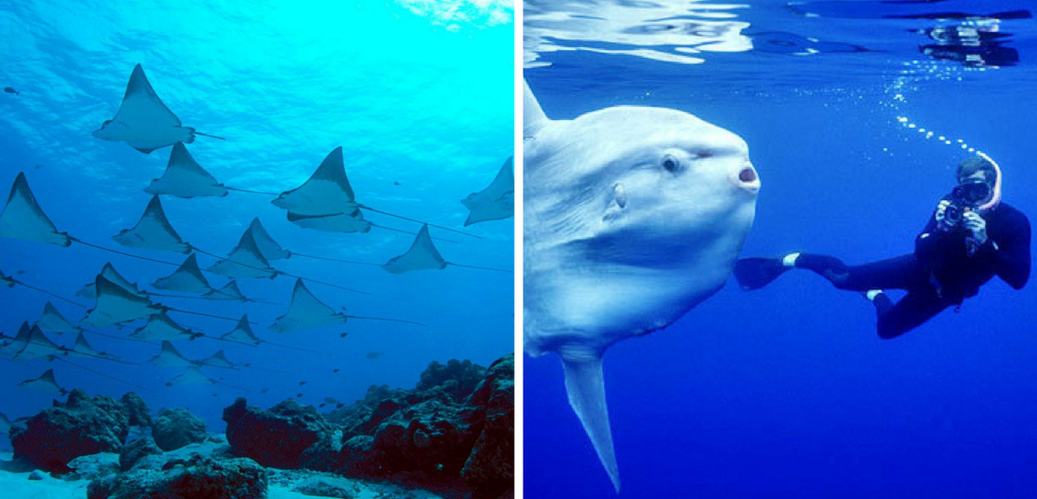 Rencontrez les raies manta et le mola-mola à Nusa Penida