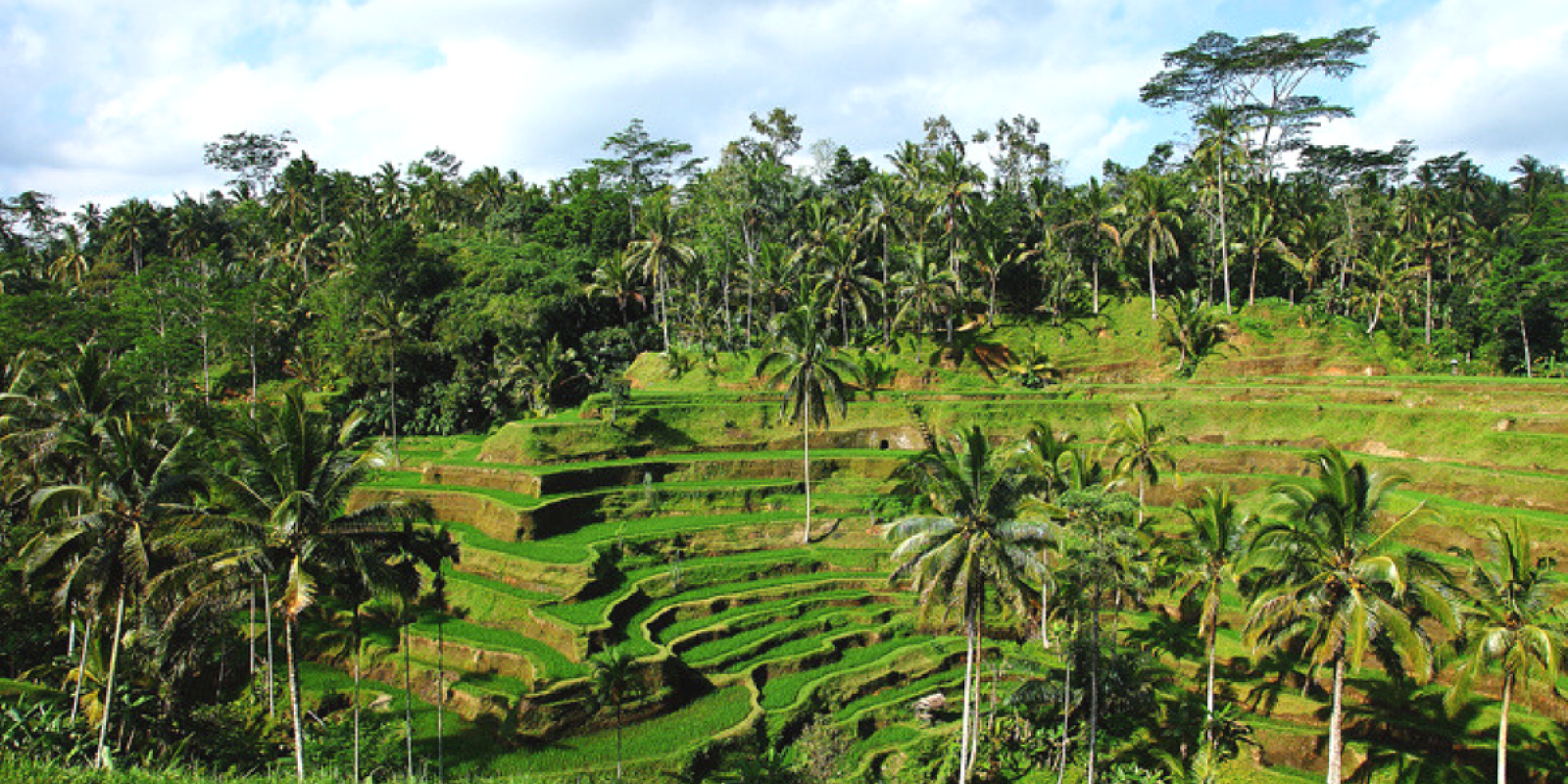 Rizières d'Ubud