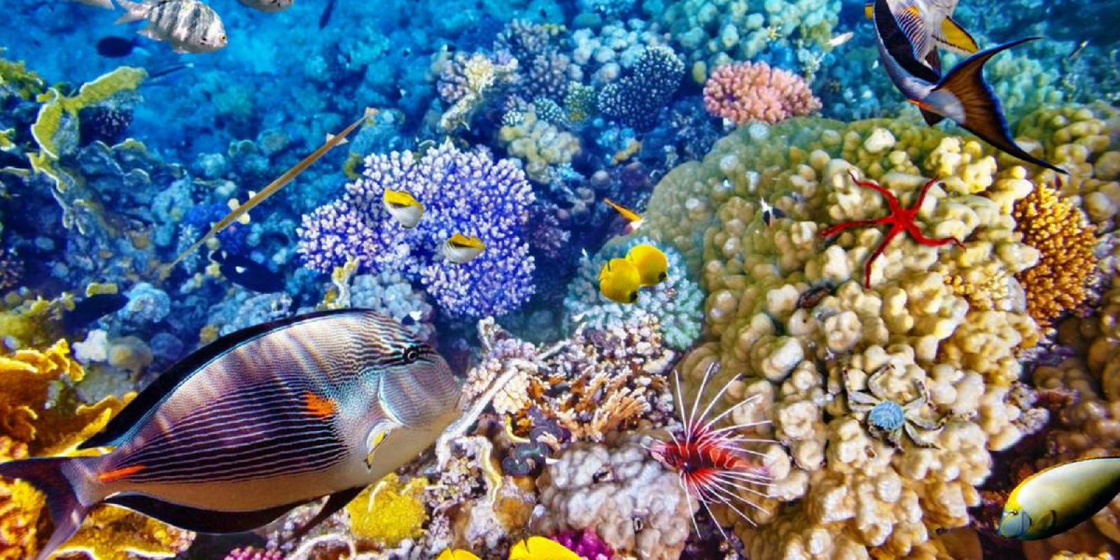 Et ses merveilles sous-marines