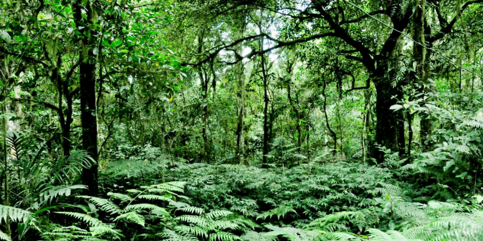 Mystérieuse forêt primaire