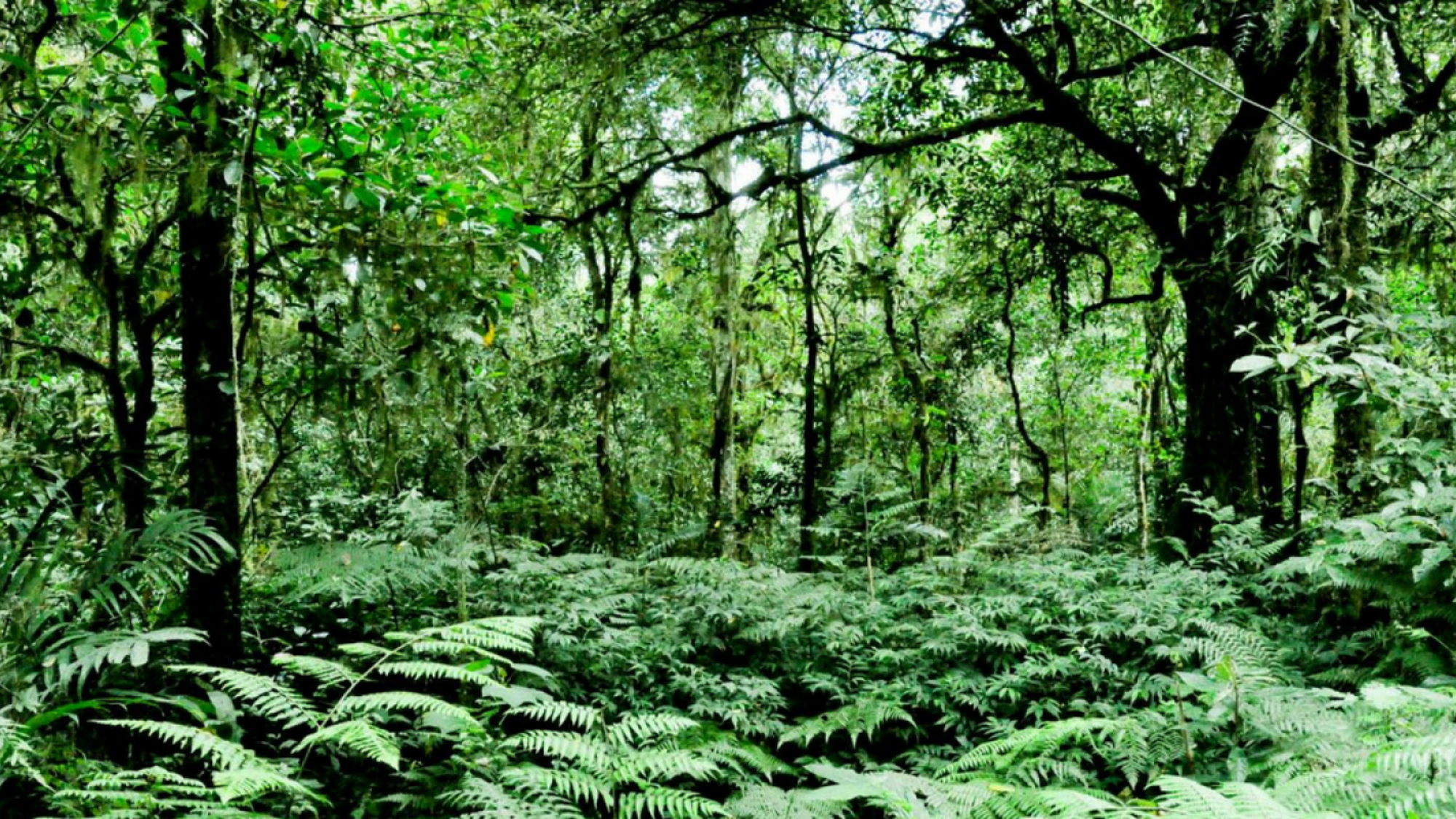 Mystérieuse forêt primaire