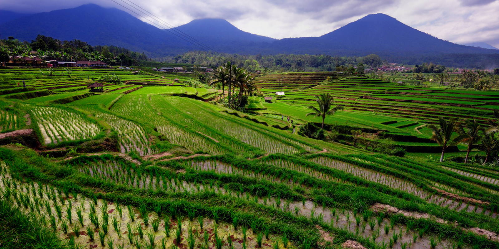 Au coeur des rizières