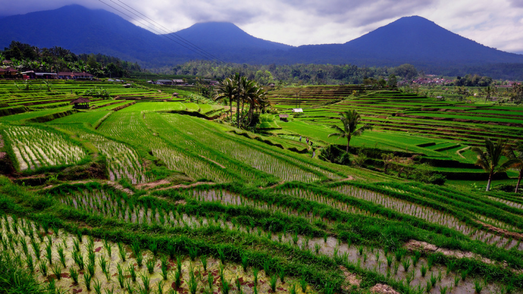Au coeur des rizières