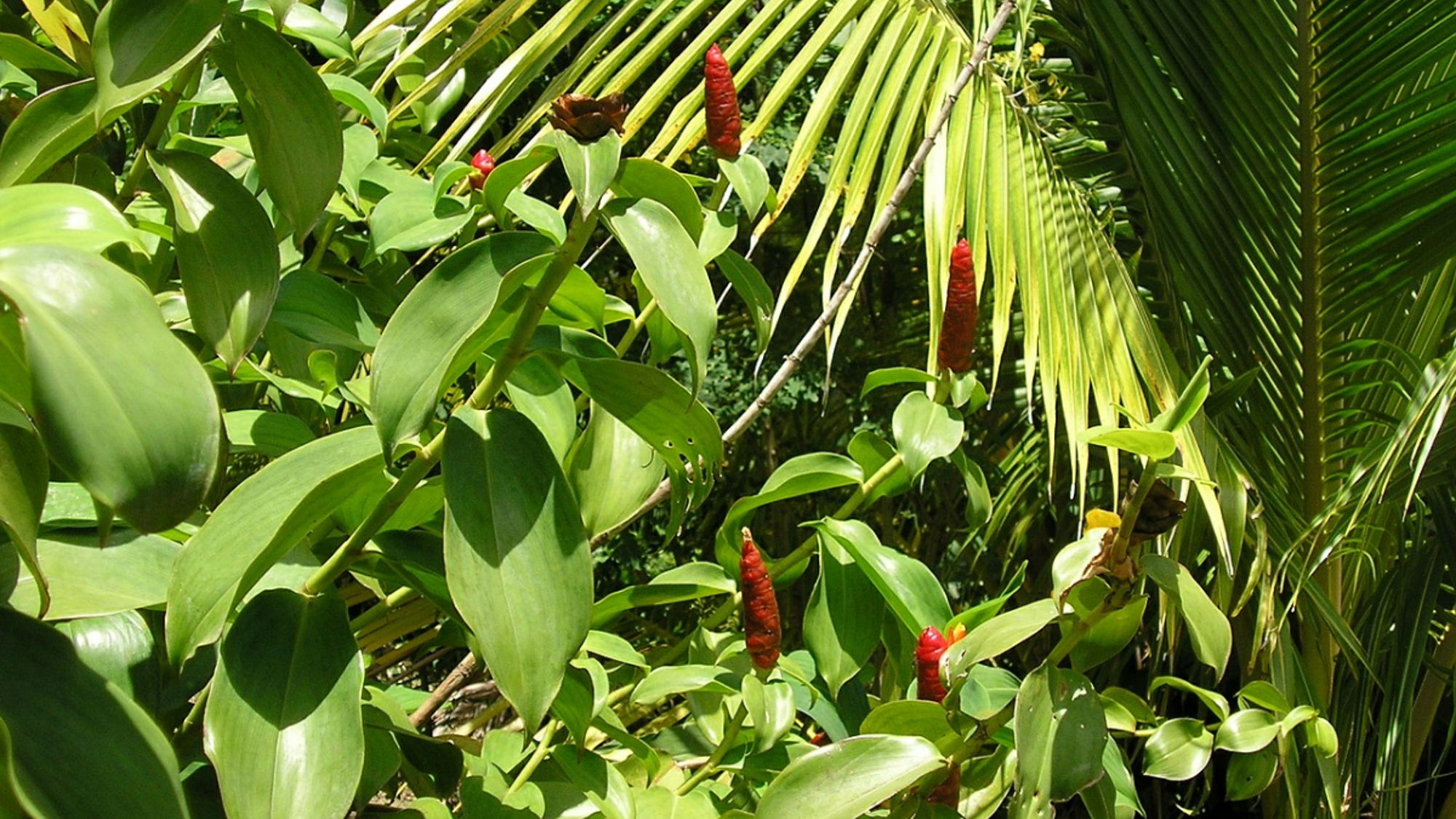 Une végétation luxuriante