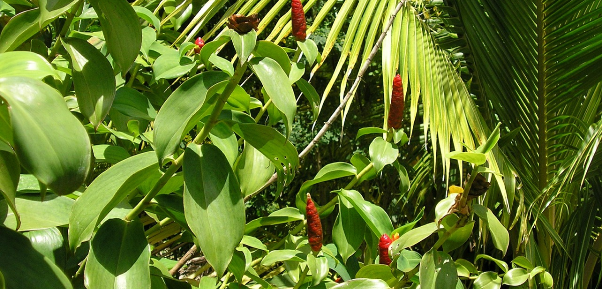 Une végétation luxuriante