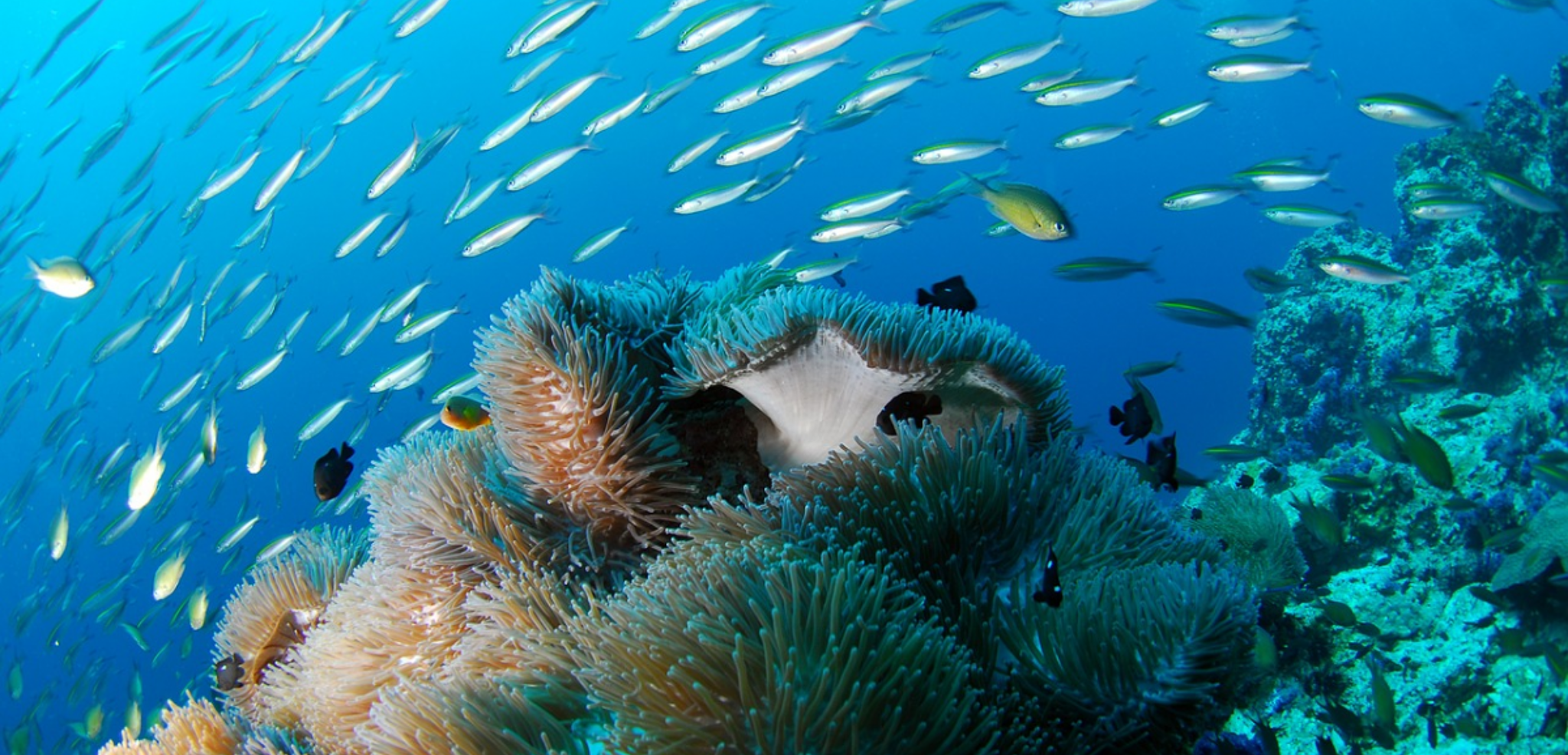 Et les riches fonds marins