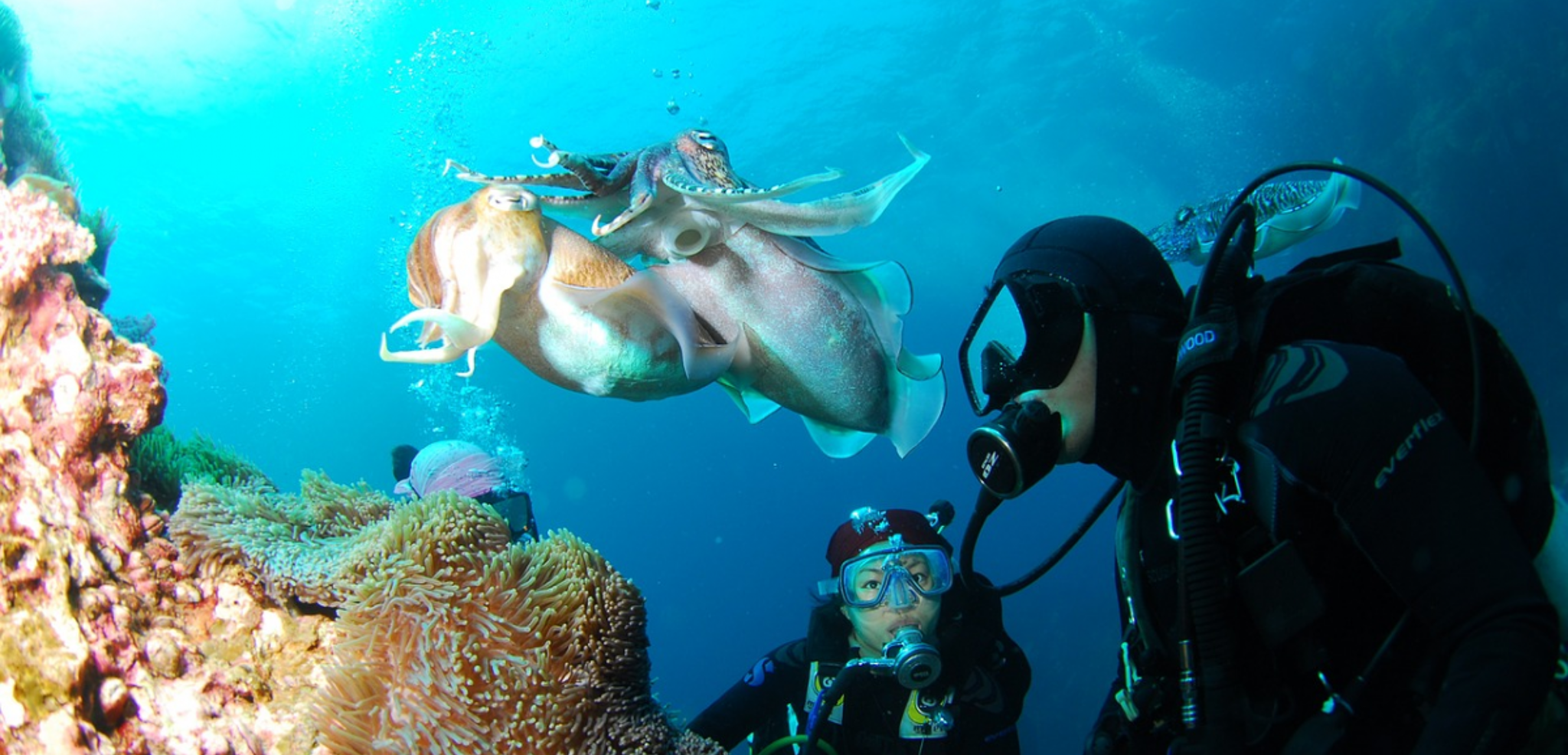 Découvrir la plongée
