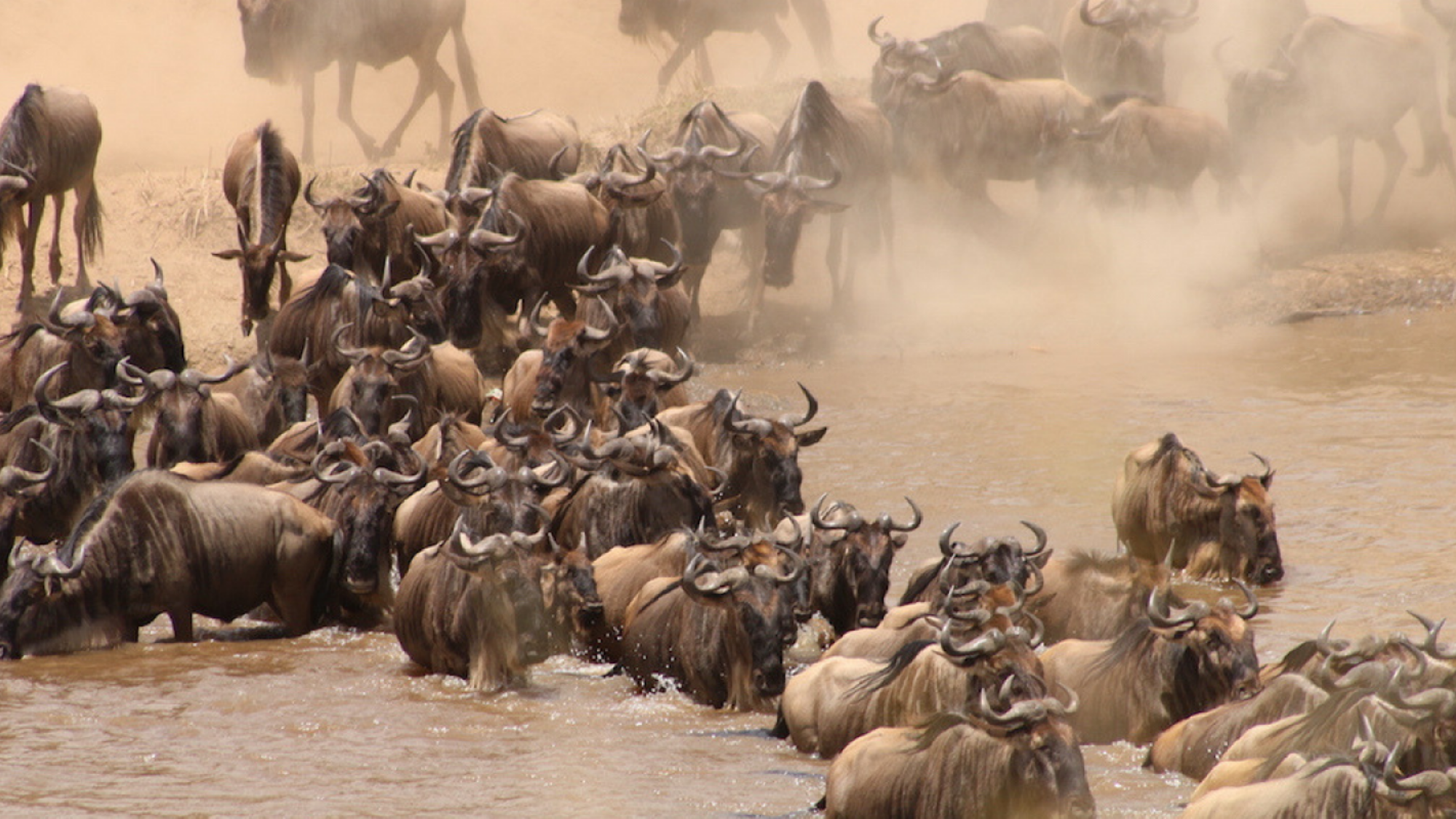 Une faune impressionnante !