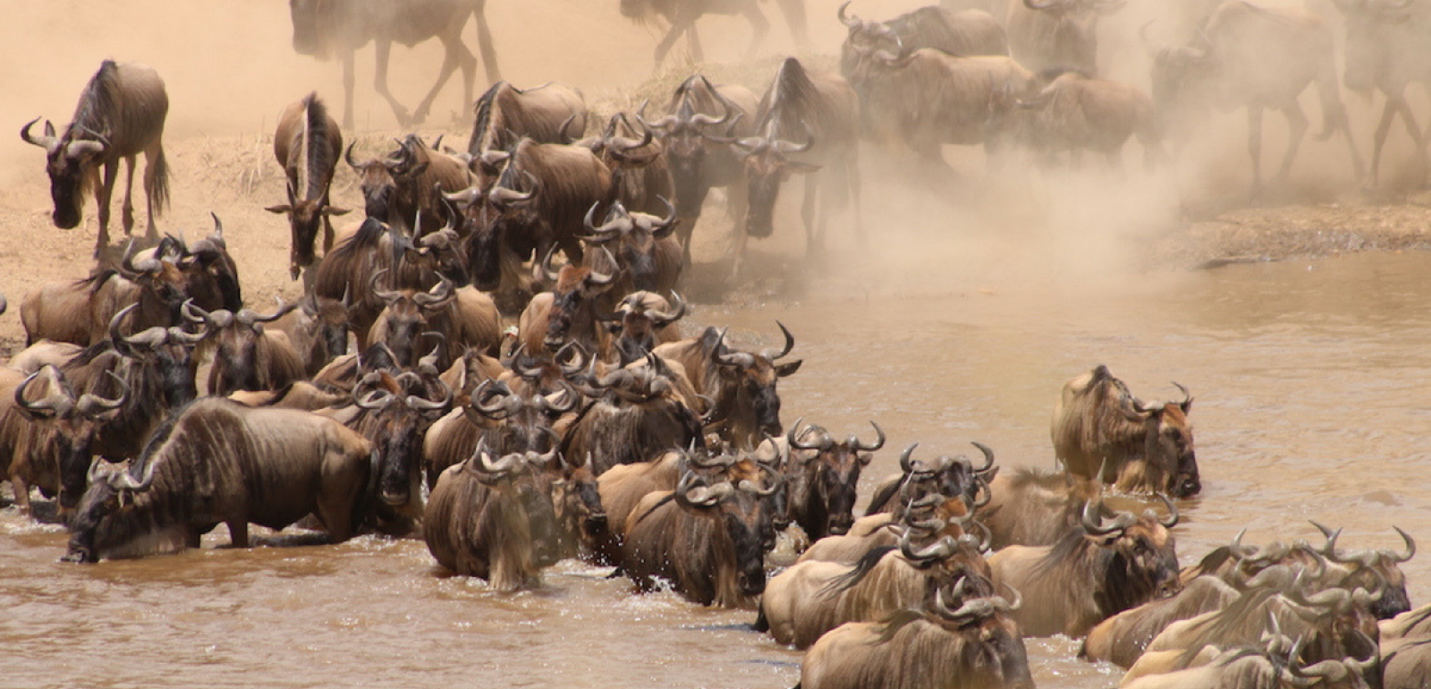 Une faune impressionnante !