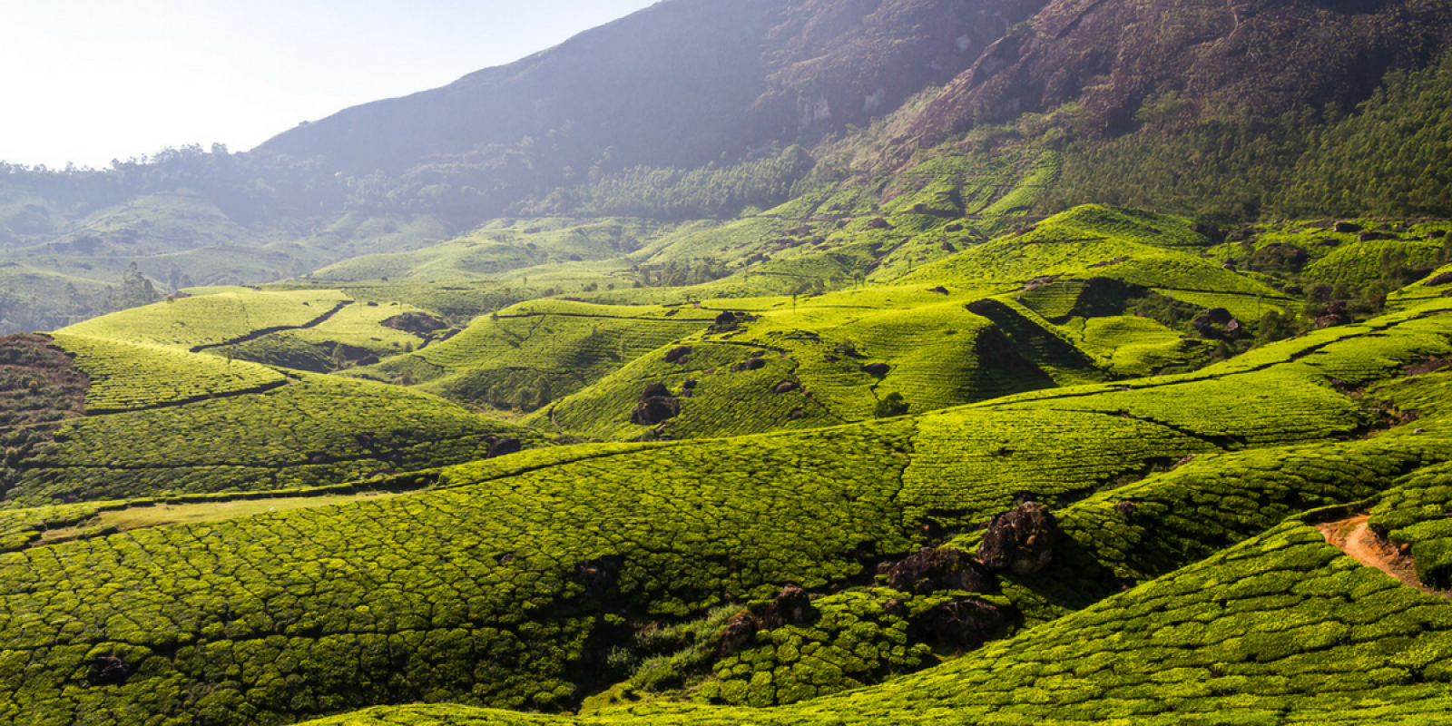 Les collines verdoyantes de Munnar