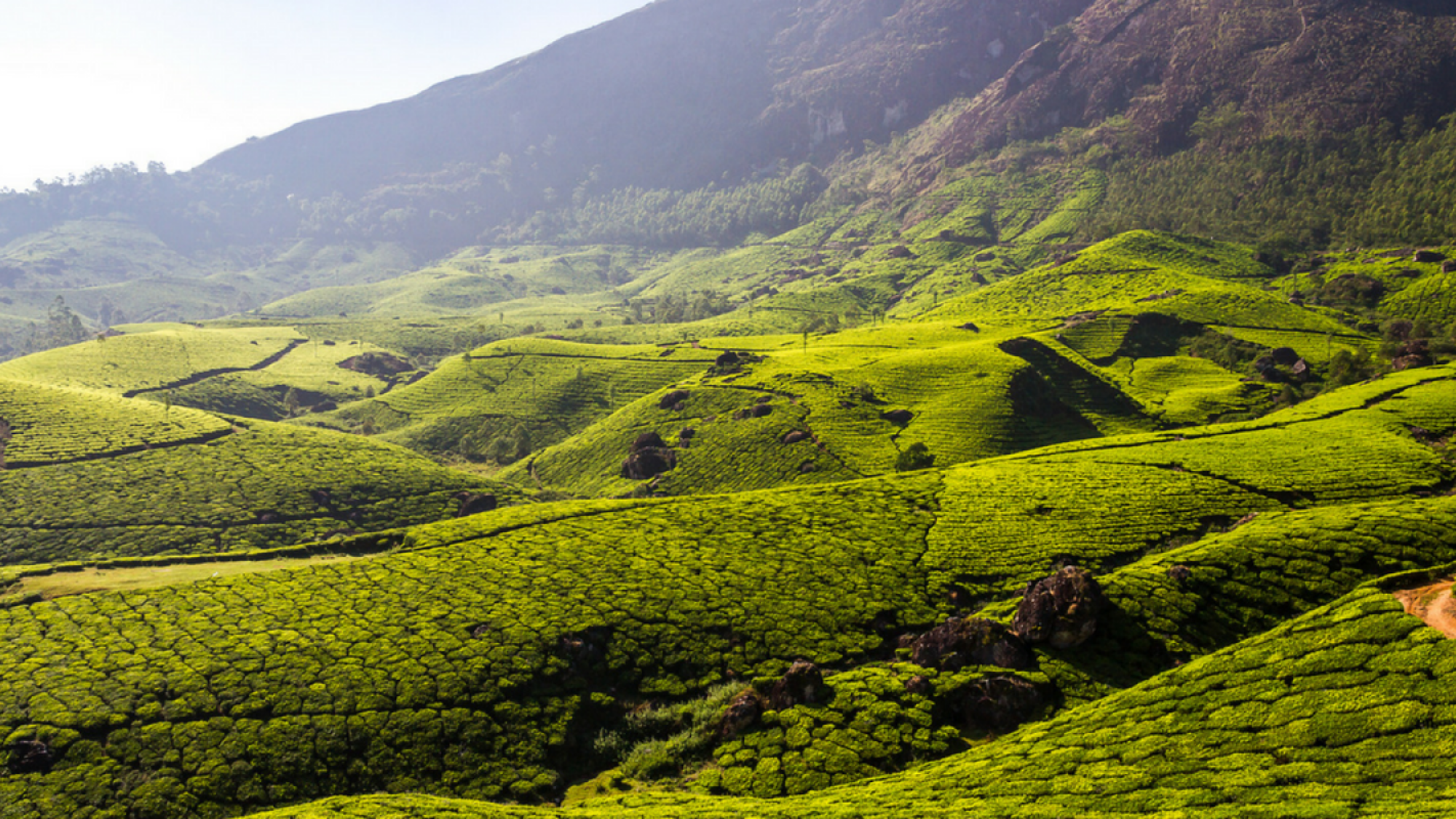 Les collines verdoyantes de Munnar