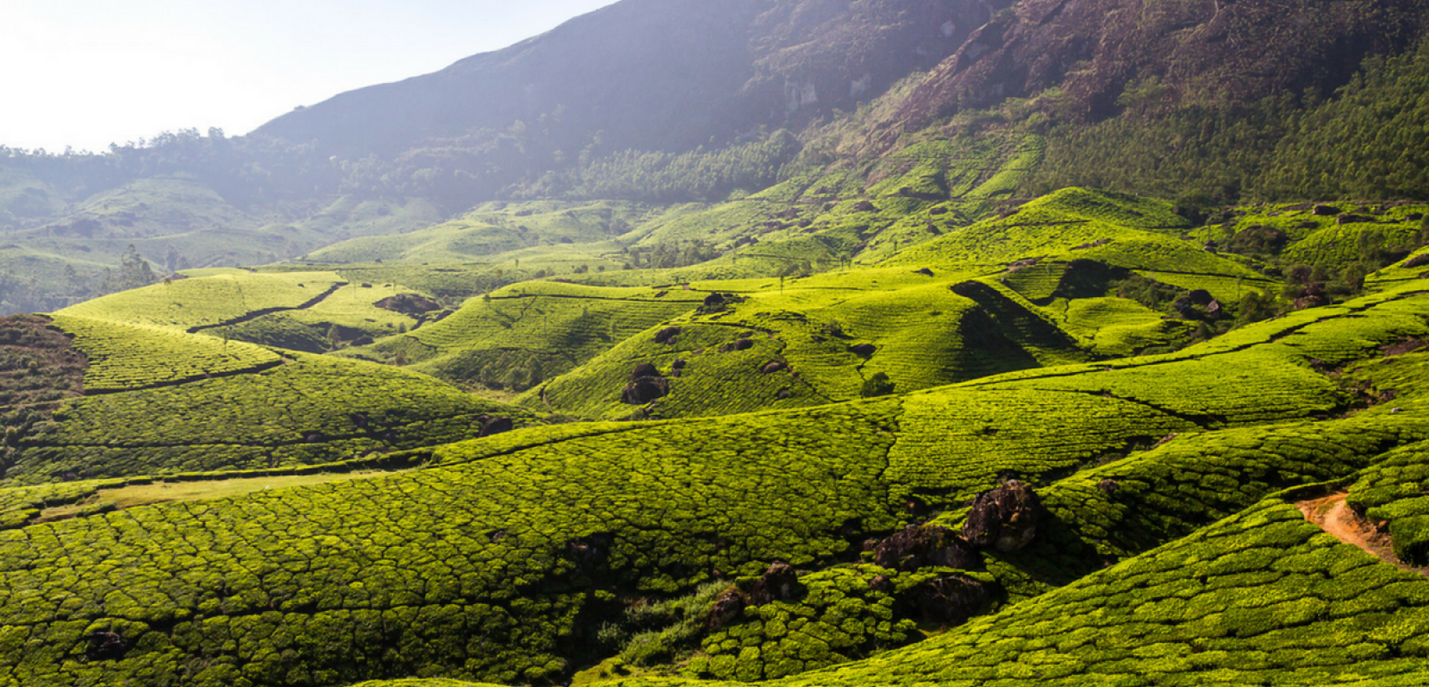 Les collines verdoyantes de Munnar