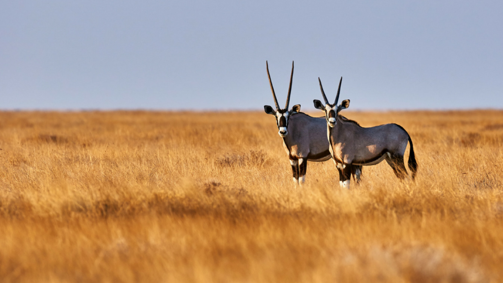 Les animaux du parc d'Etosha