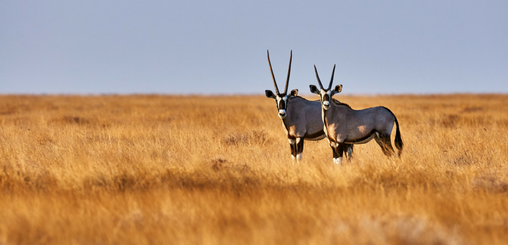 Les animaux du parc d'Etosha