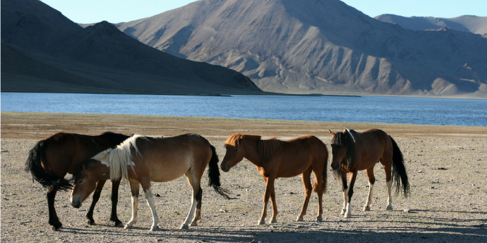 Vos nouveaux compagnons de route