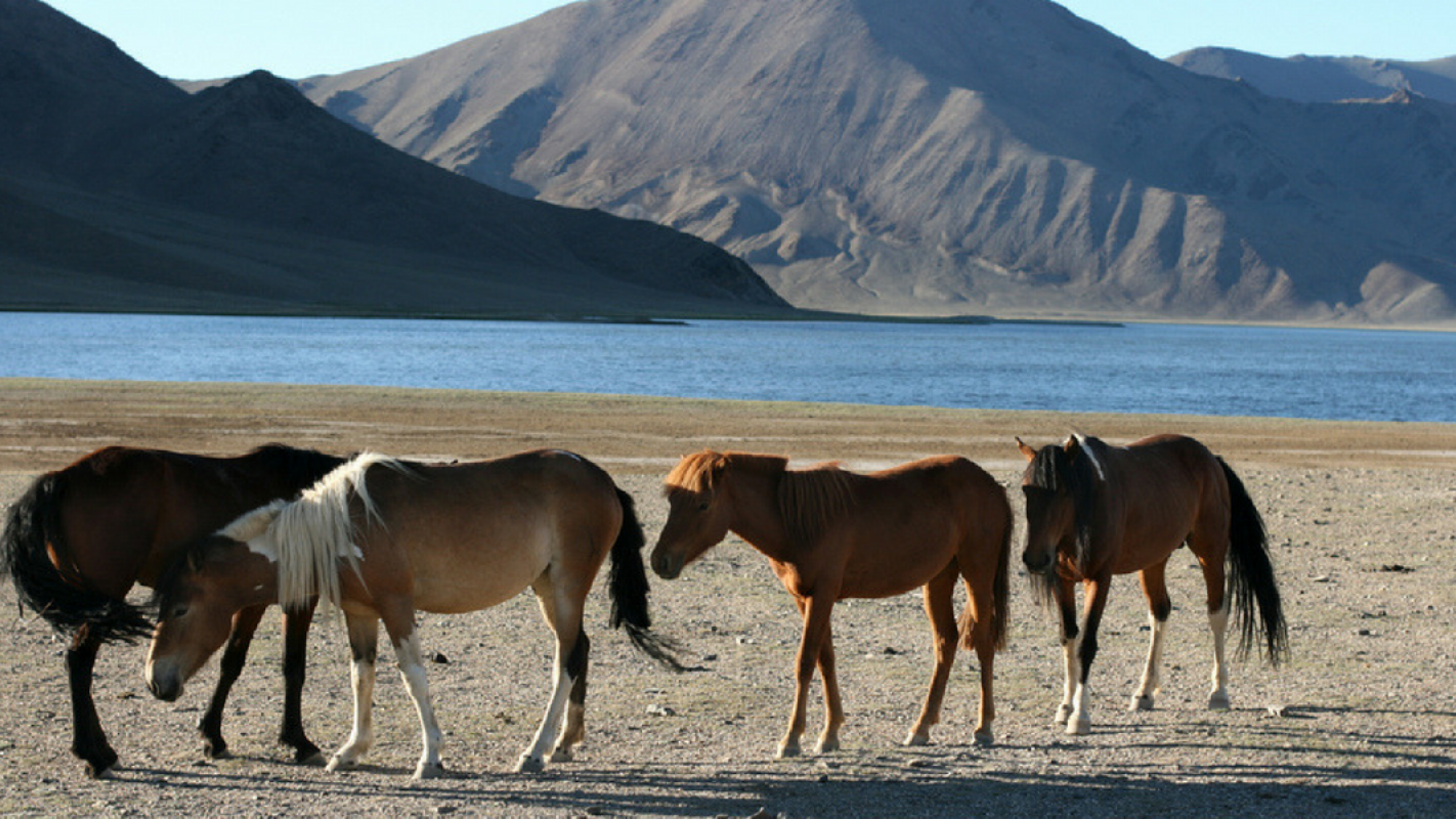 Vos nouveaux compagnons de route