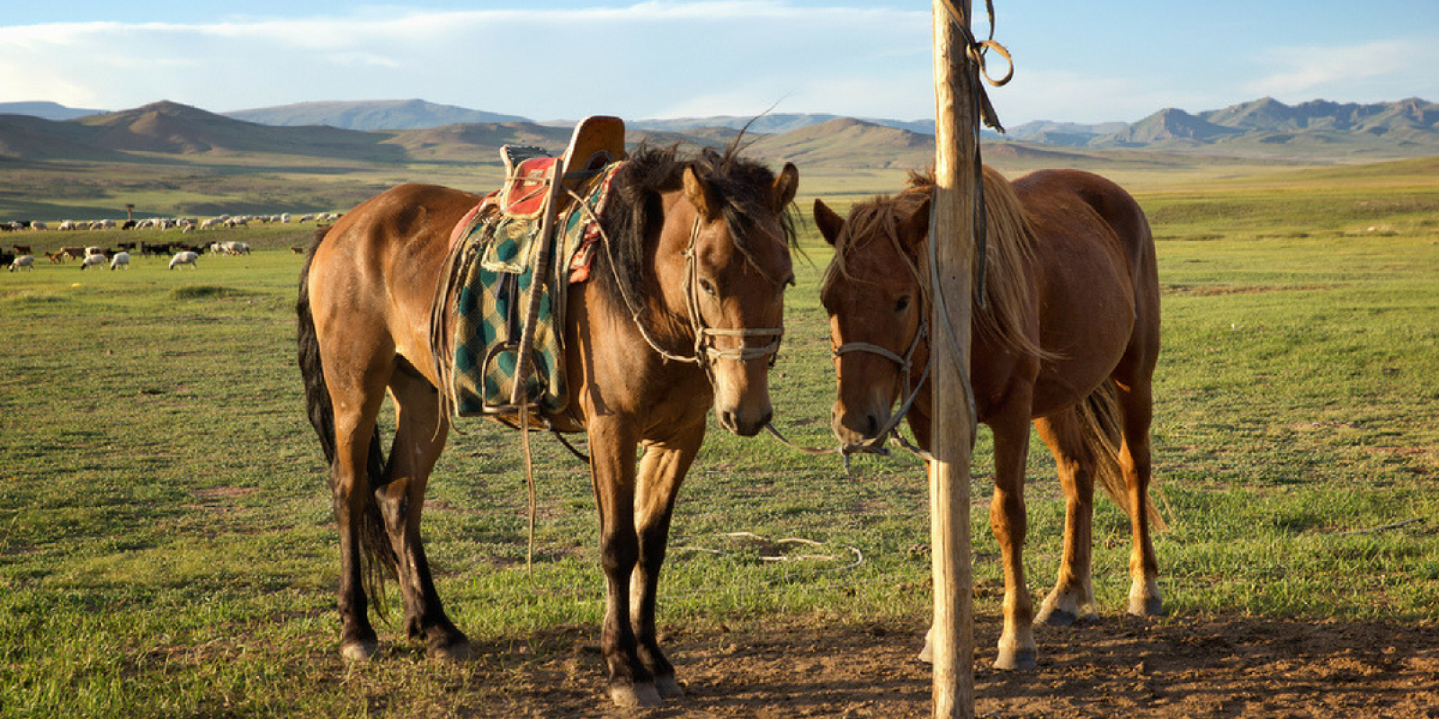 Chevauchez la Mongolie entre Copines ! 