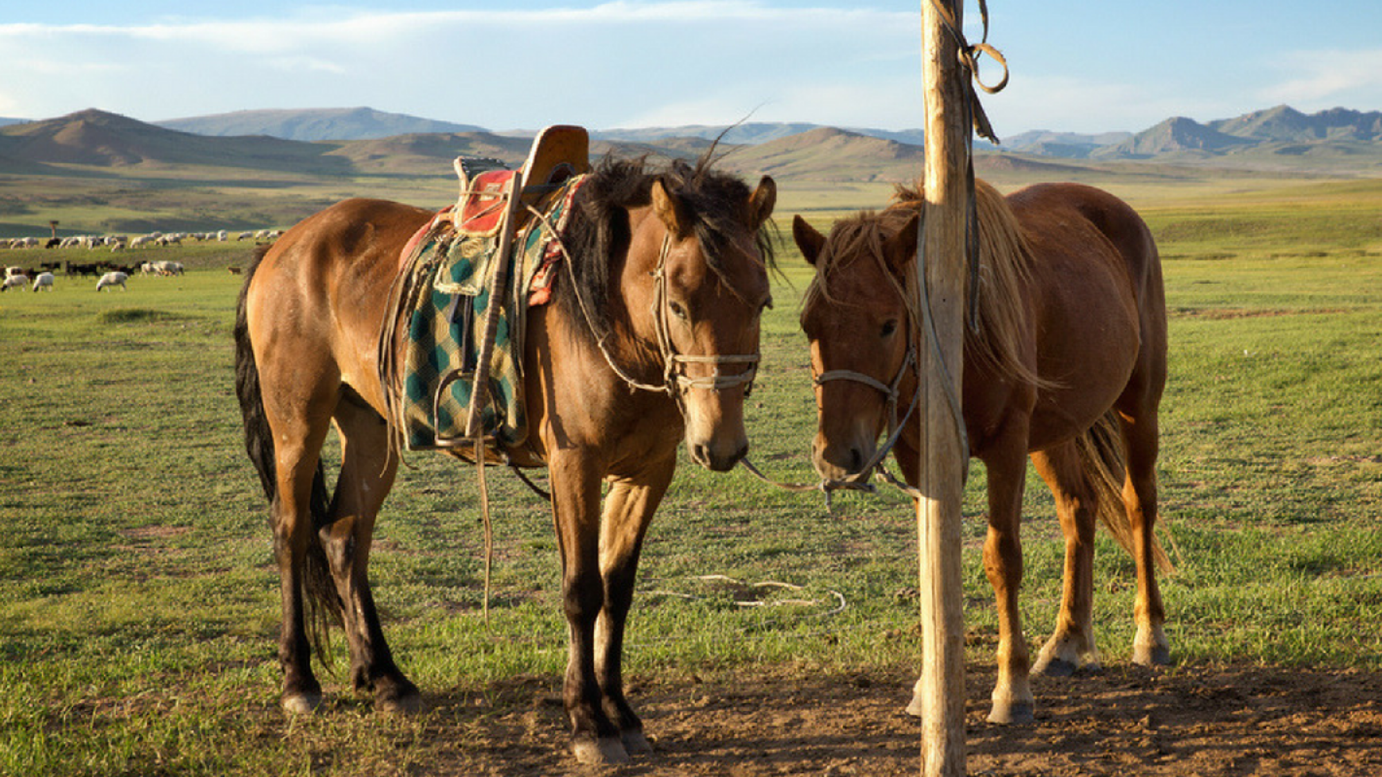Chevauchez la Mongolie entre Copines !