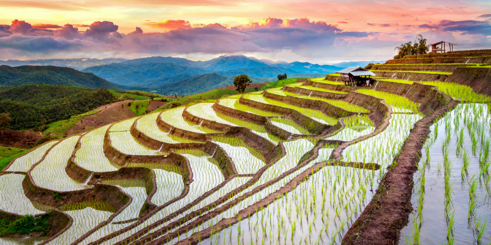 Ses superbes rizières en terrasse de la région de Sapa