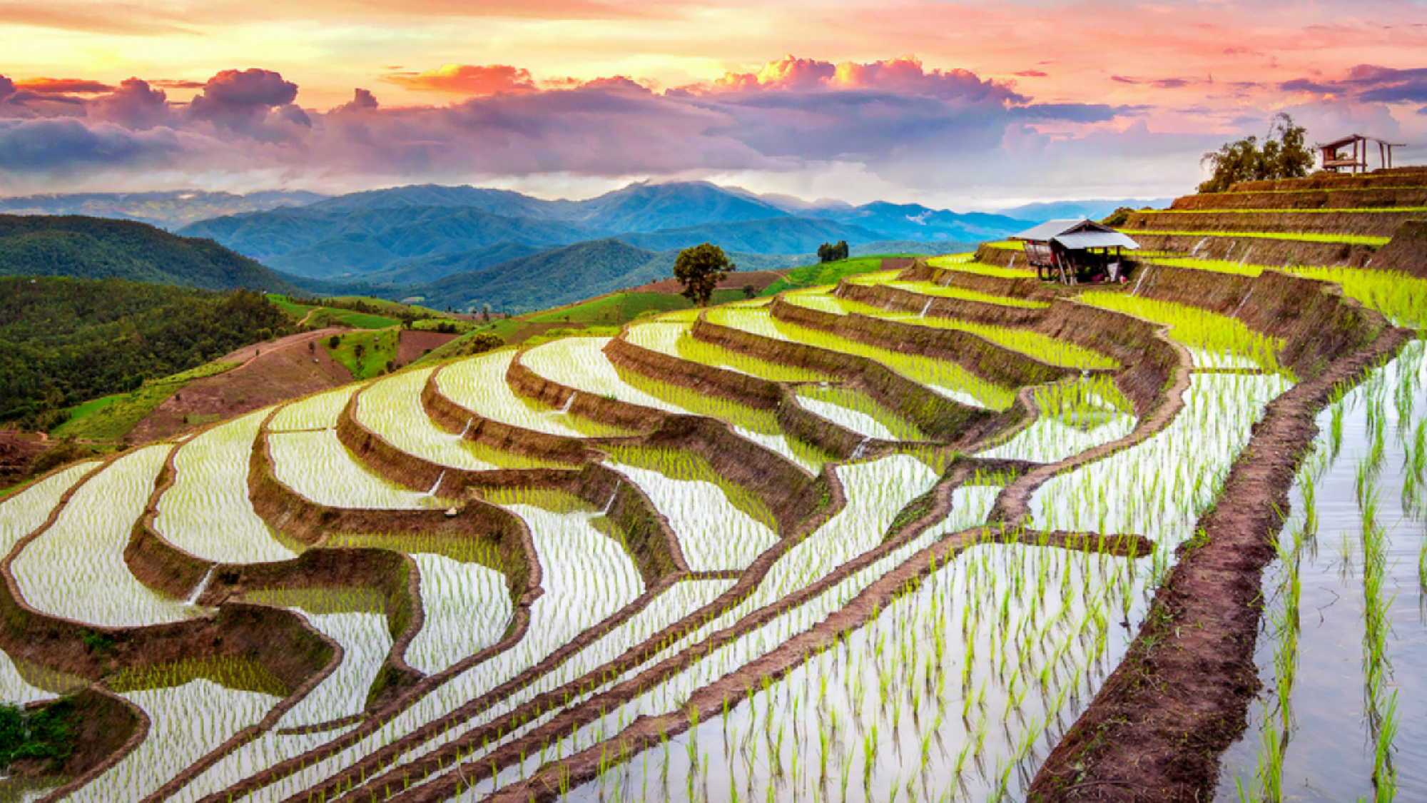 Ses superbes rizières en terrasse de la région de Sapa