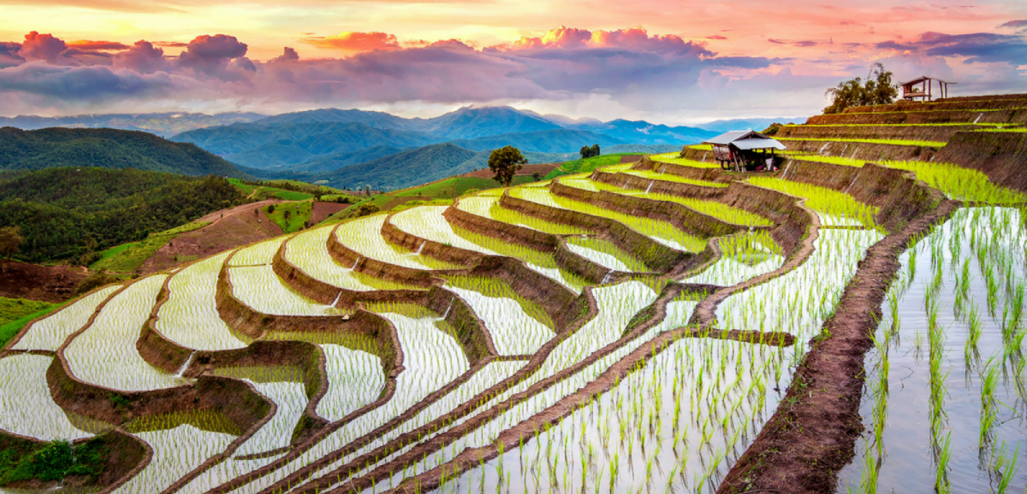 Ses superbes rizières en terrasse de la région de Sapa
