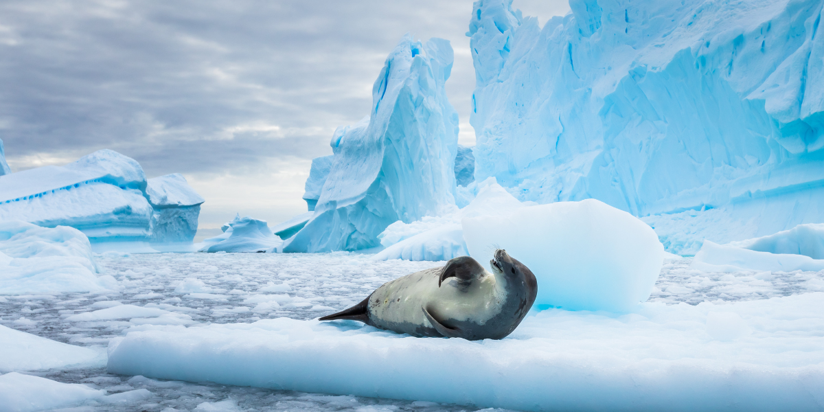 ...et les phoques dans leur habitat naturel ! 