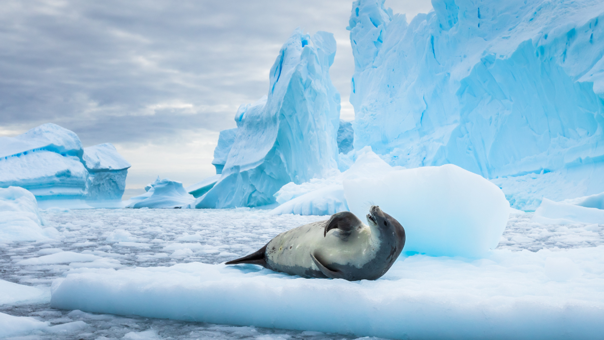 ...et les phoques dans leur habitat naturel !