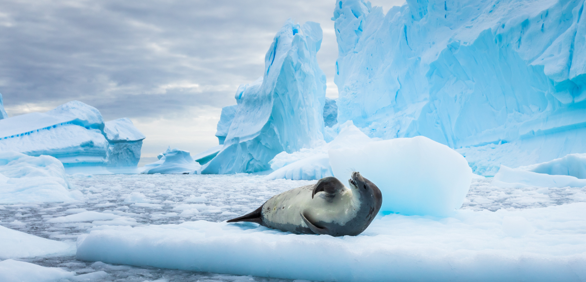 ...et les phoques dans leur habitat naturel !
