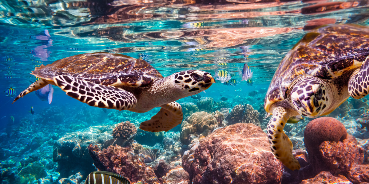 Rencontre avec les tortues au détour d'un récif coralien