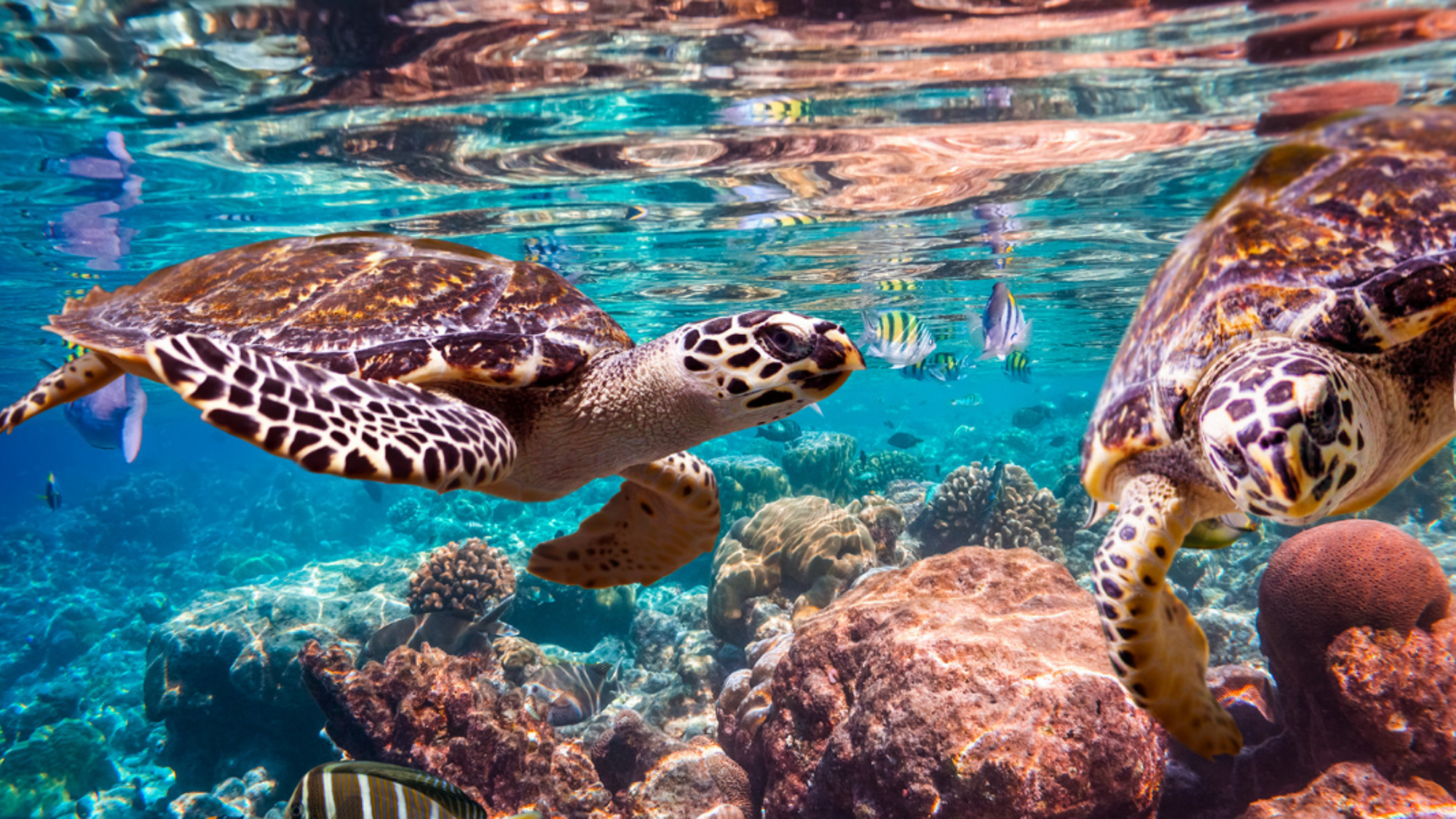 Rencontre avec les tortues au détour d'un récif coralien