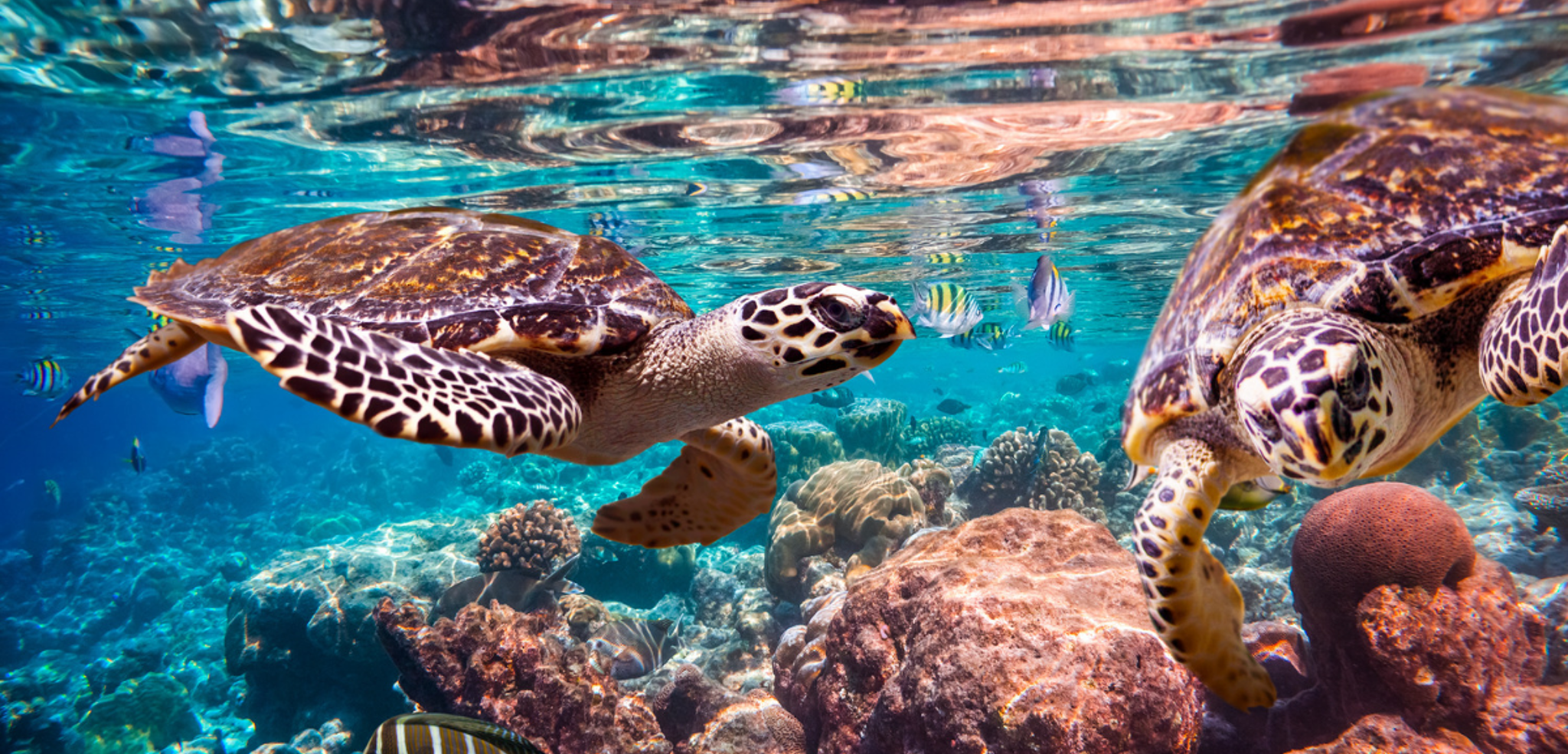 Rencontre avec les tortues au détour d'un récif coralien