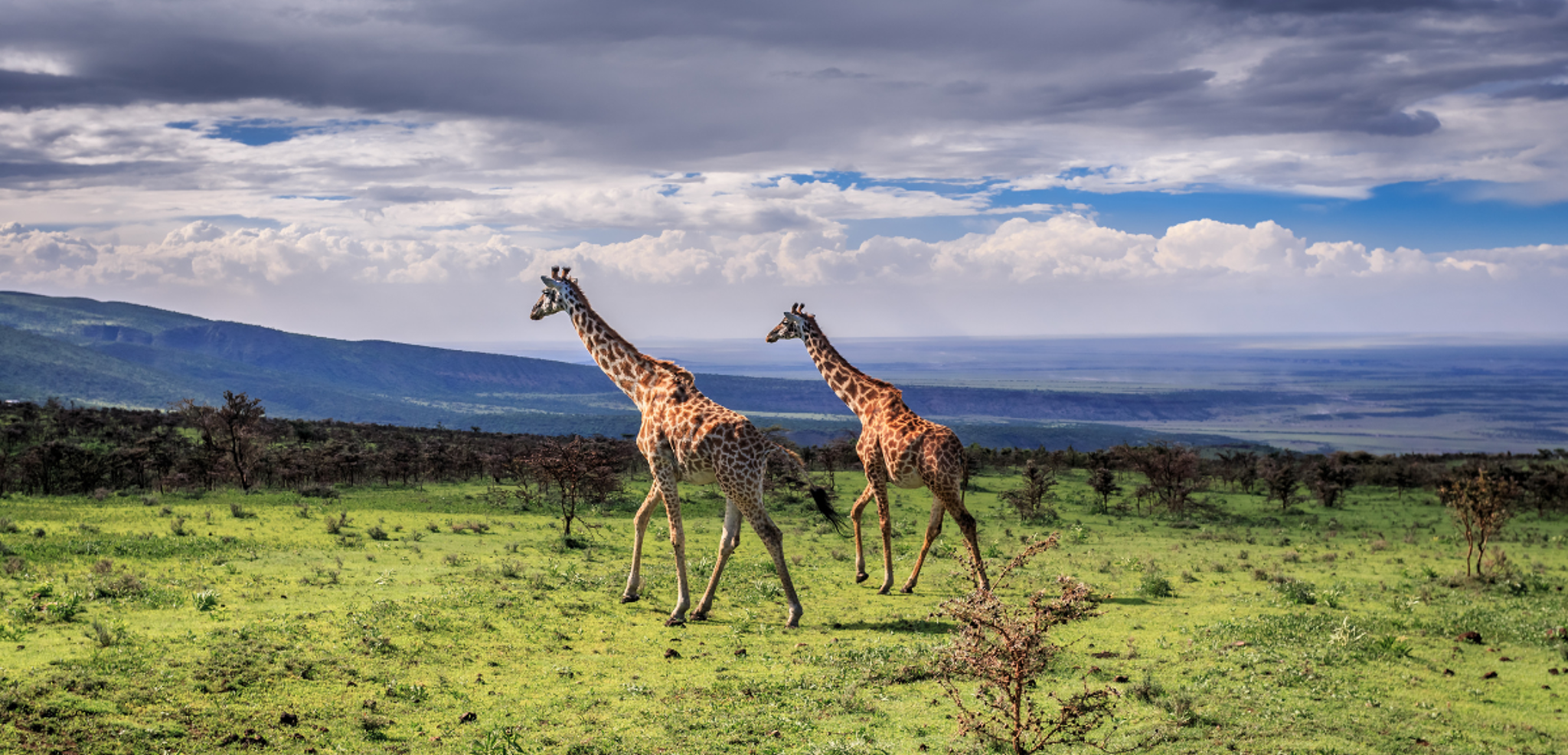 Au coeur de la savane sauvage