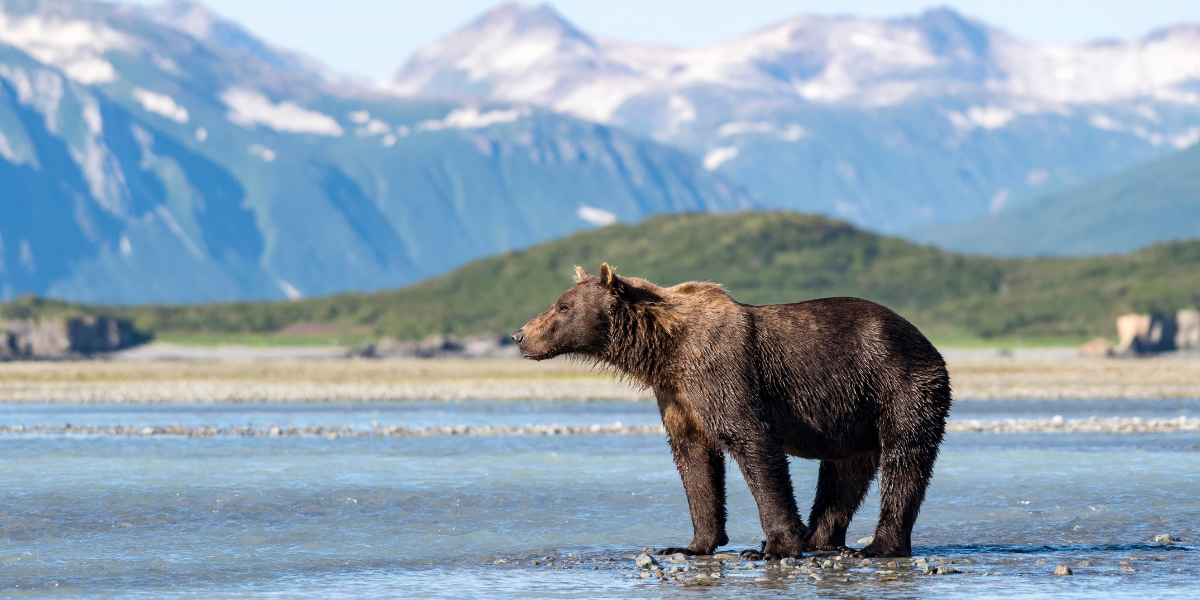 Et partez à la découverte de la terre des ours et des glaciers ! 