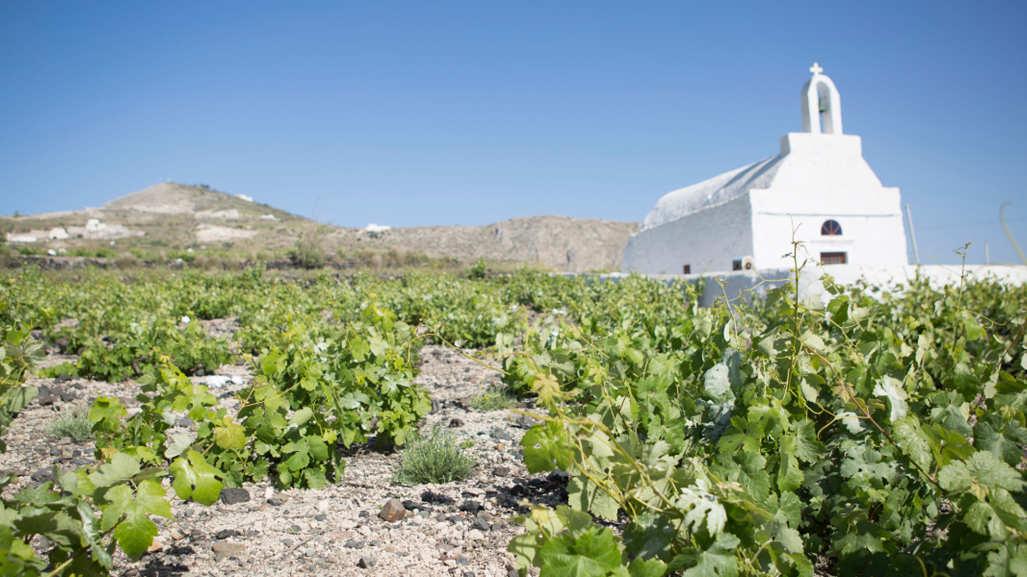 Une dégustation de vins locaux - jour 5