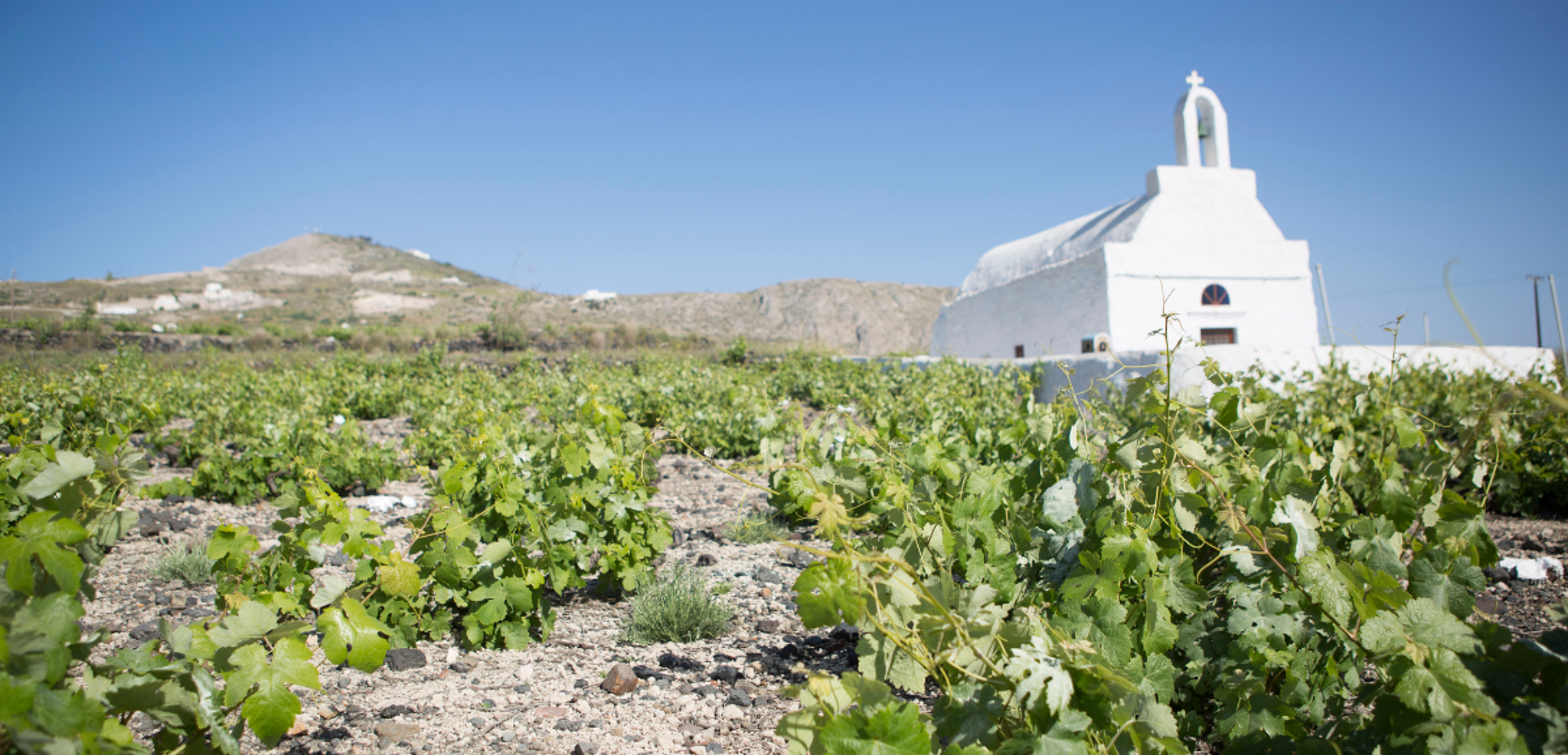 Une dégustation de vins locaux - jour 5