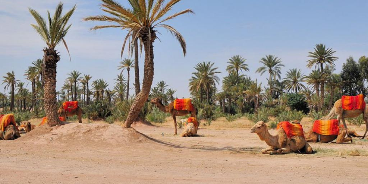 La Palmeraie de Marrakech 