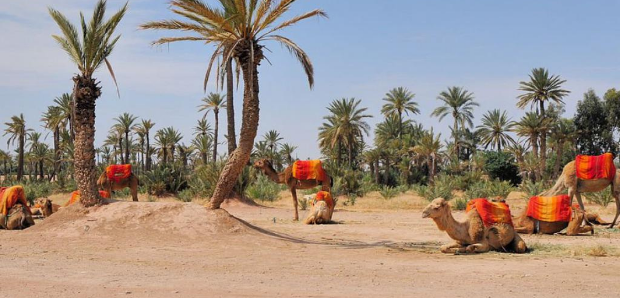 La Palmeraie de Marrakech