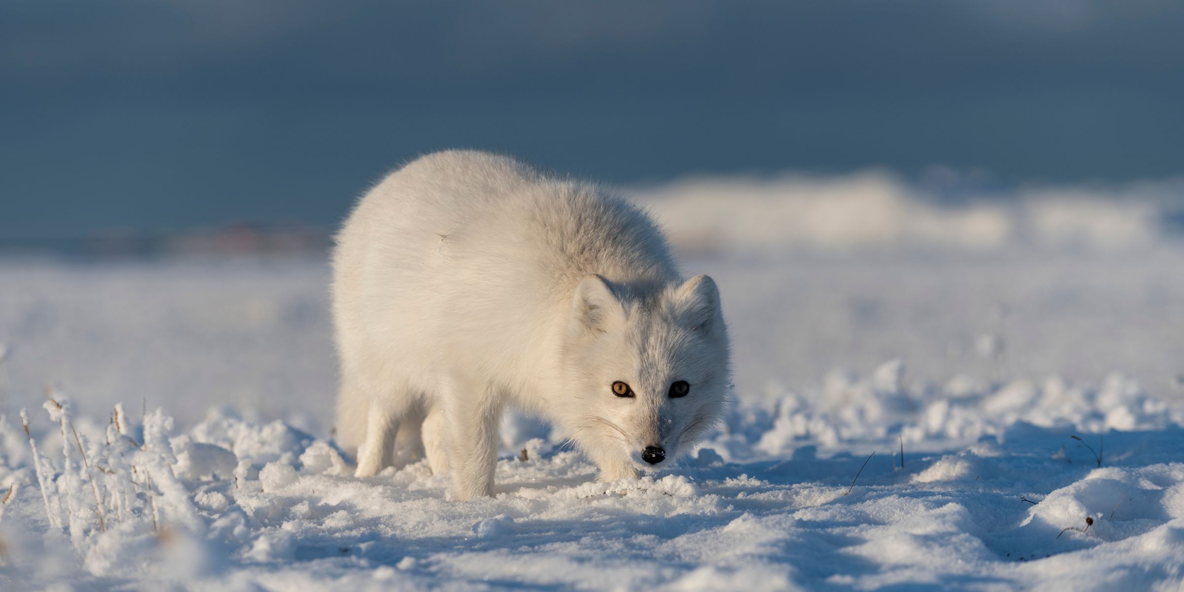 Renard polaire, Svalbard, Norvège