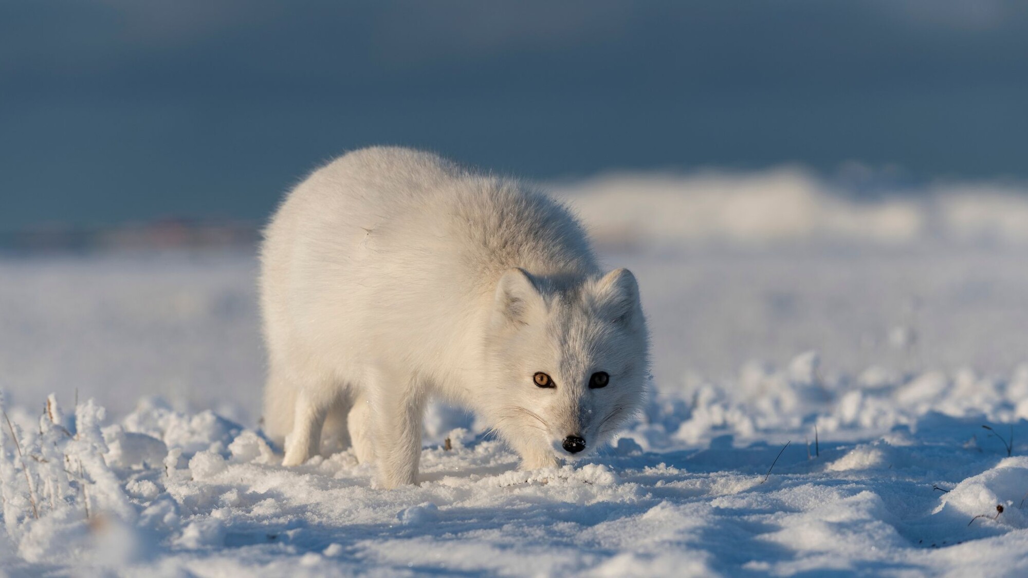 Renard polaire, Svalbard, Norvège