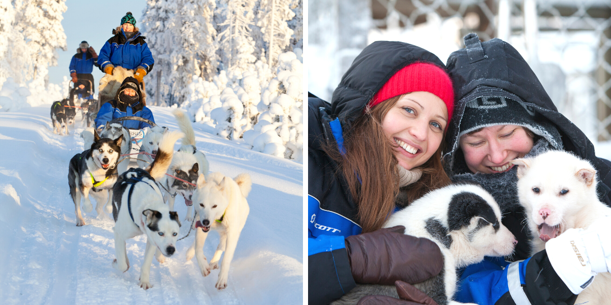 En route pour un safari en traineau à chiens ! 