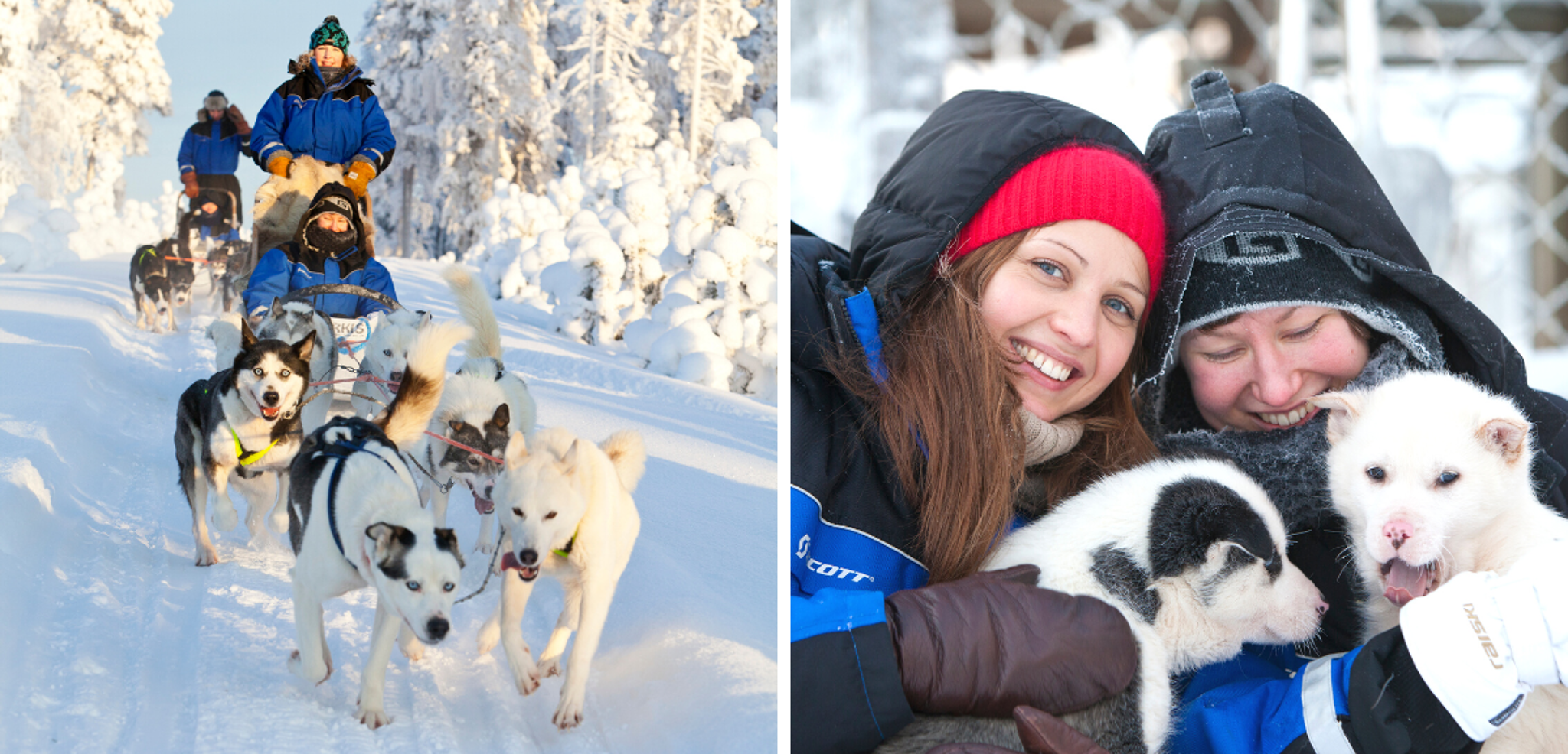 En route pour un safari en traineau à chiens !