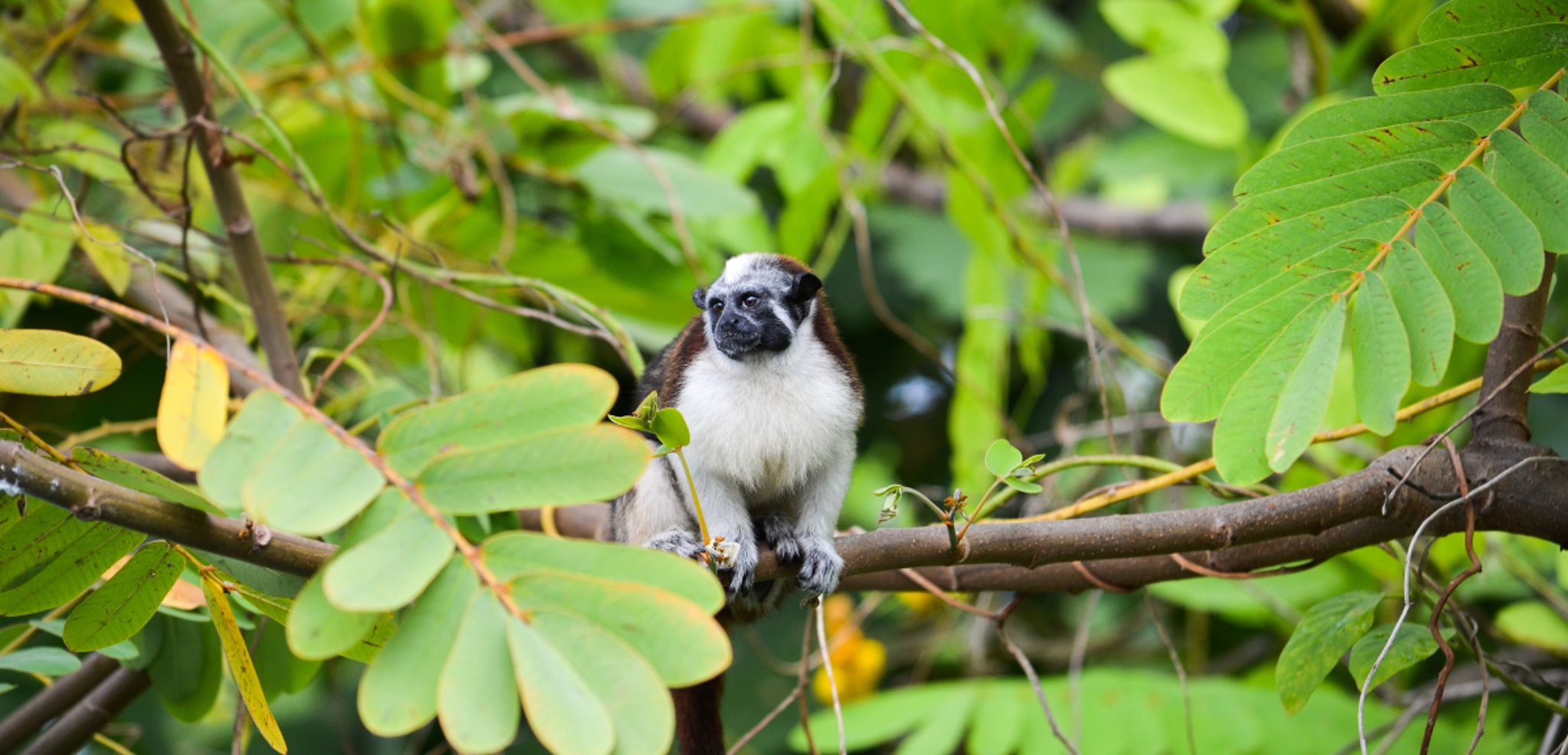 Une navigation sur le lac Gatún à la rencontre de la faune - jour 10