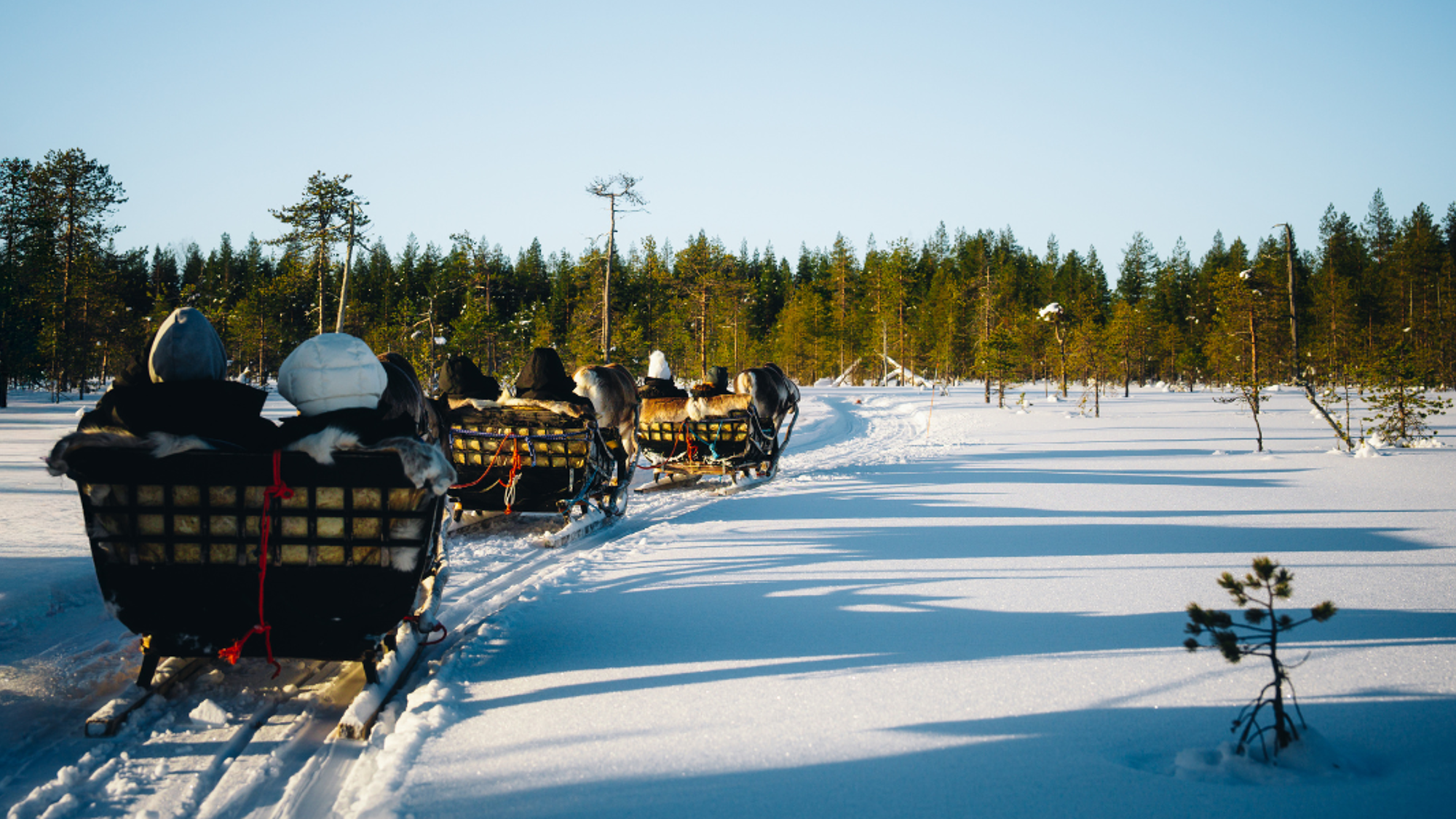 Une balade en traineau à rennes dans les paysages immaculés