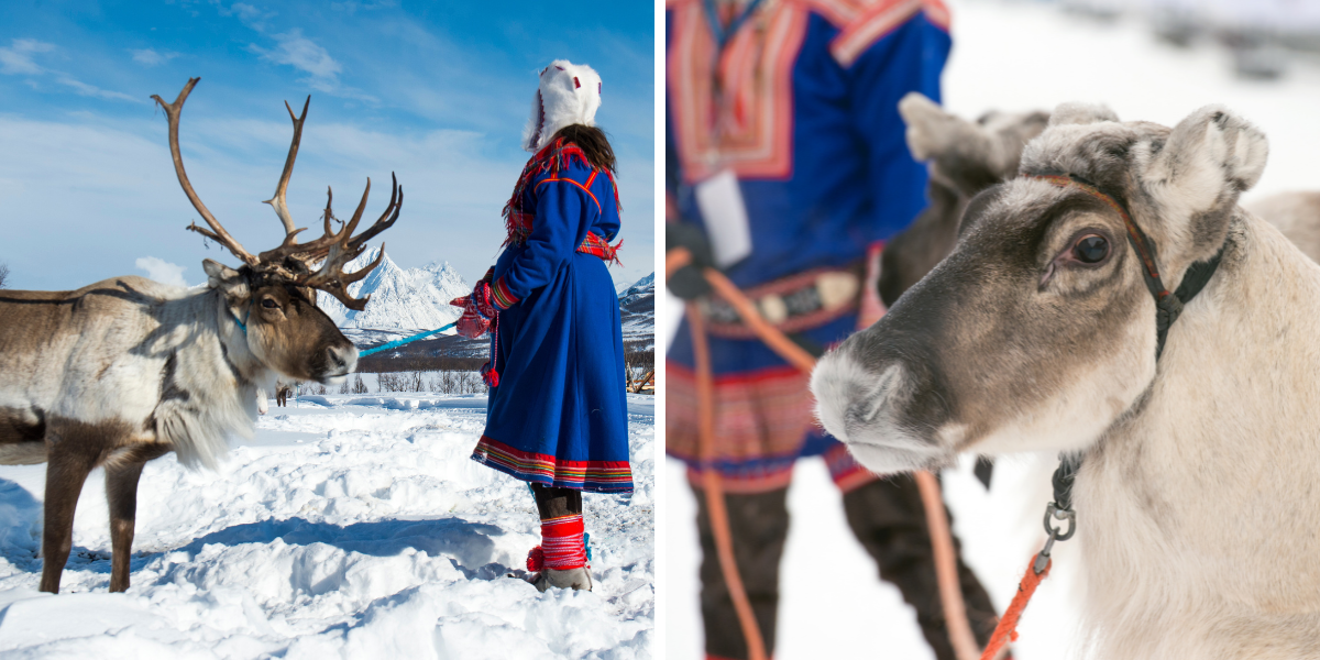 Rencontre des rennes et de la culture Sami 