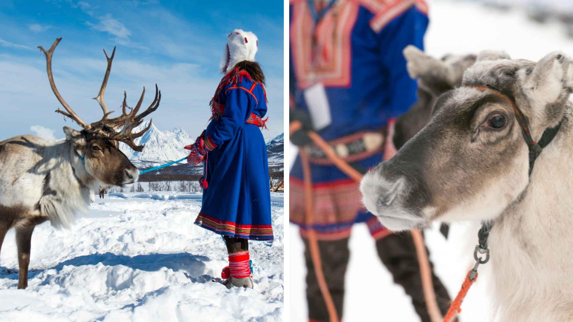 Rencontre des rennes et de la culture Sami