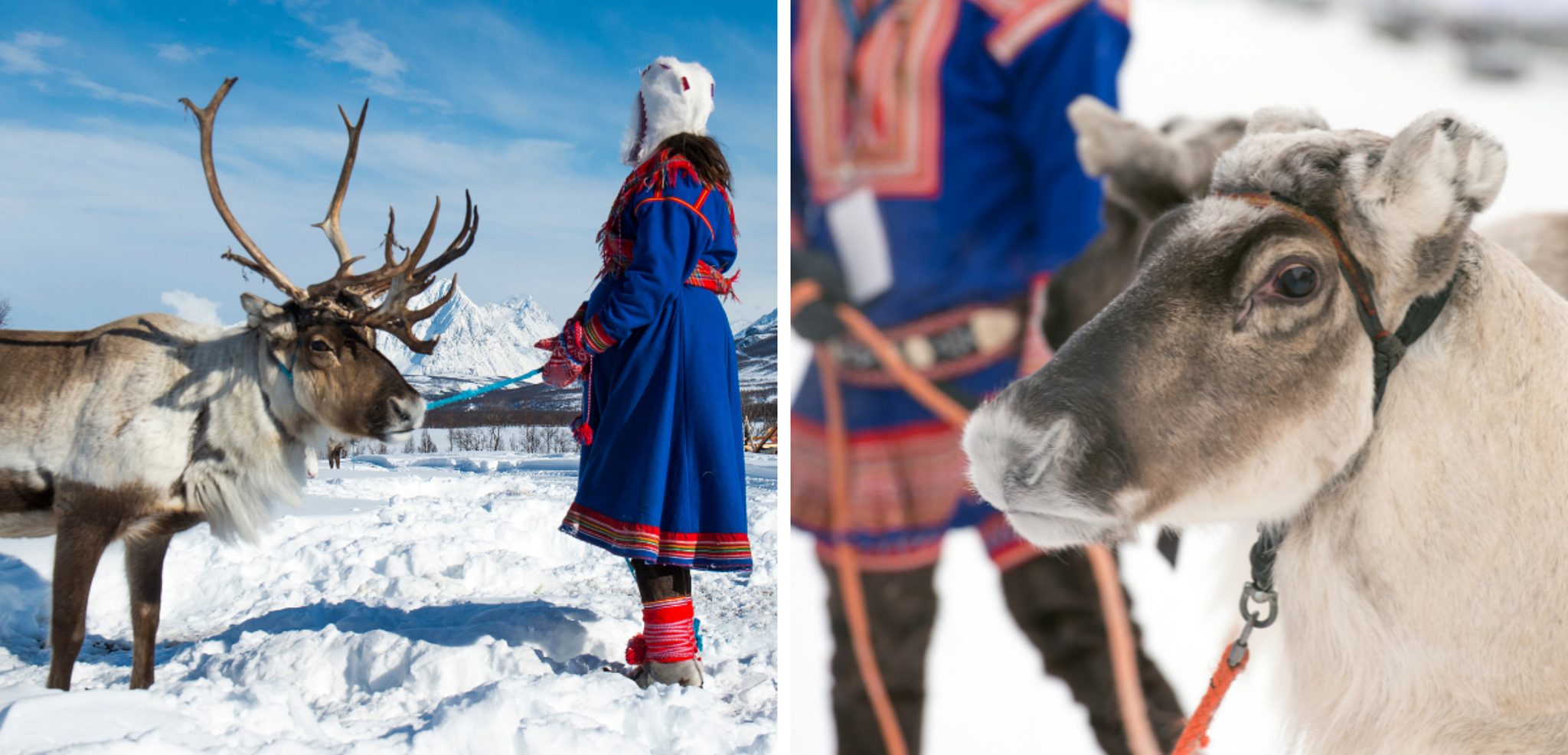 Rencontre des rennes et de la culture Sami