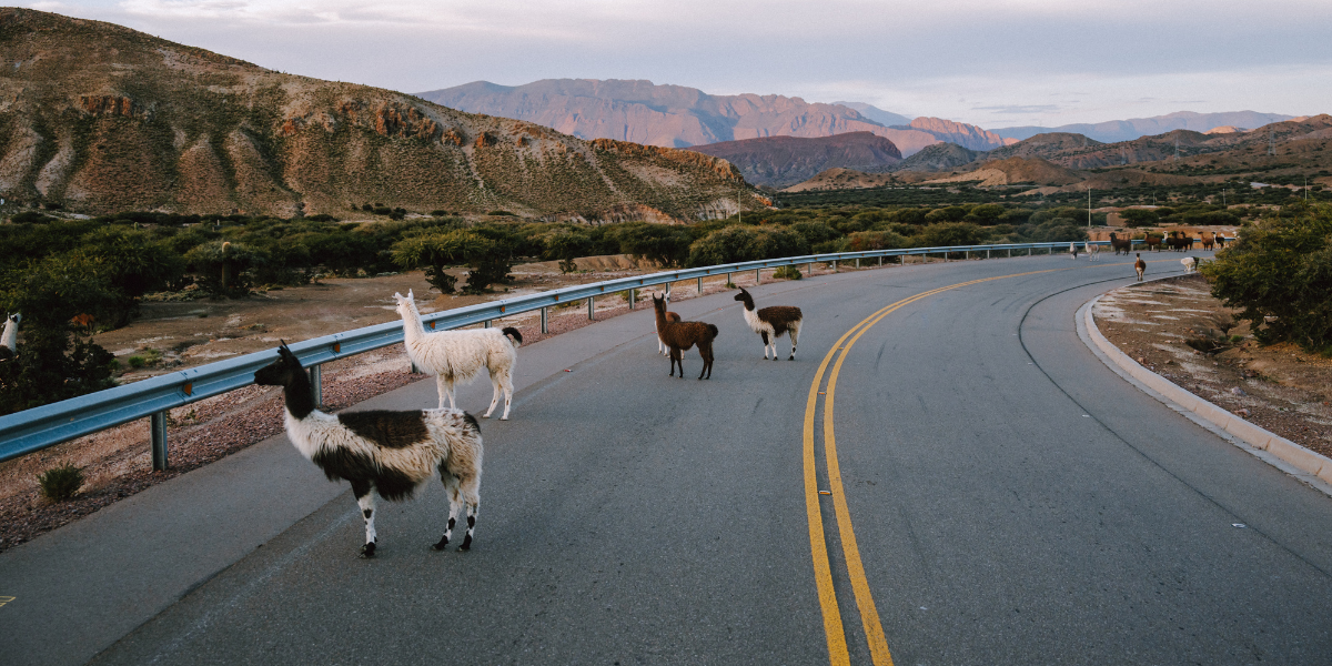 Et faire coucou aux lamas ! 