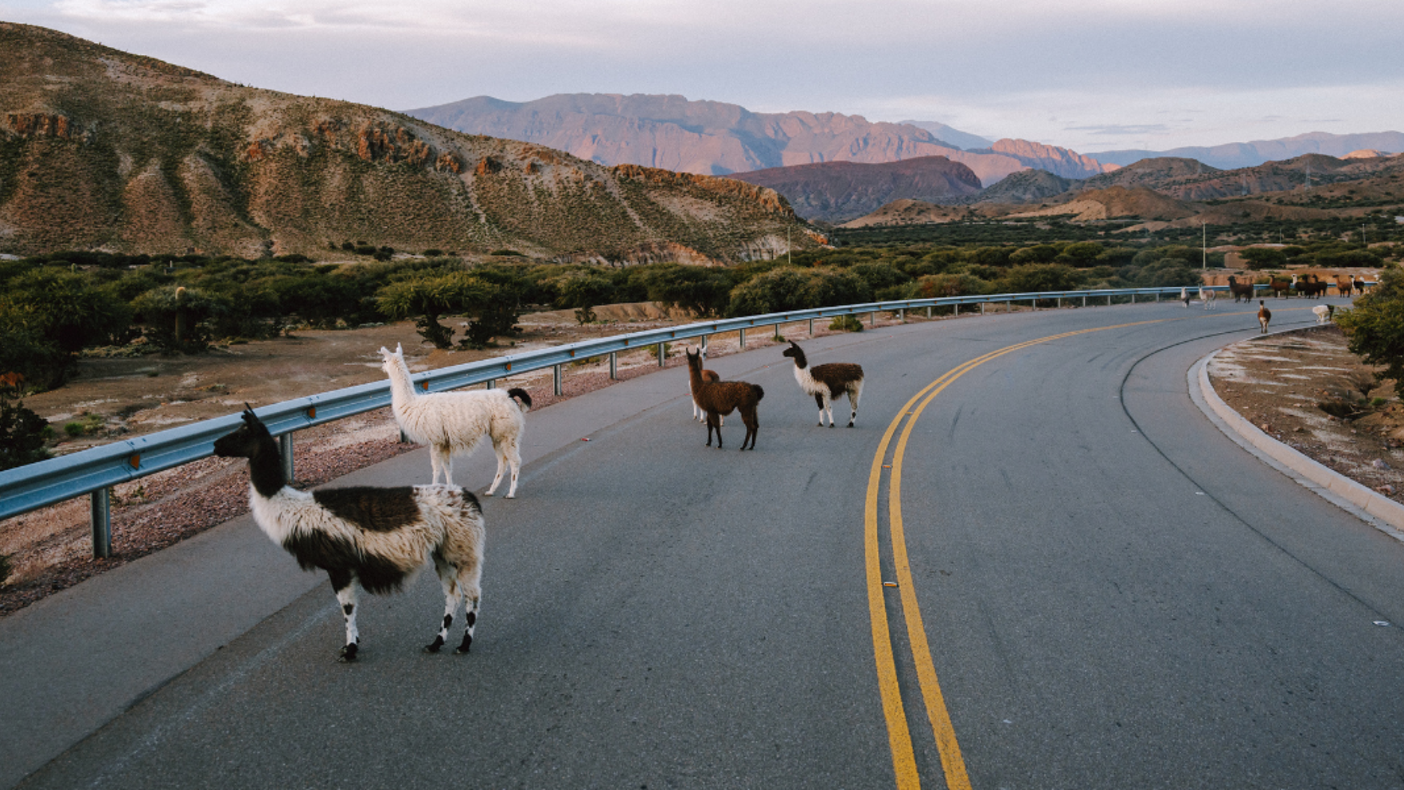 Et faire coucou aux lamas !