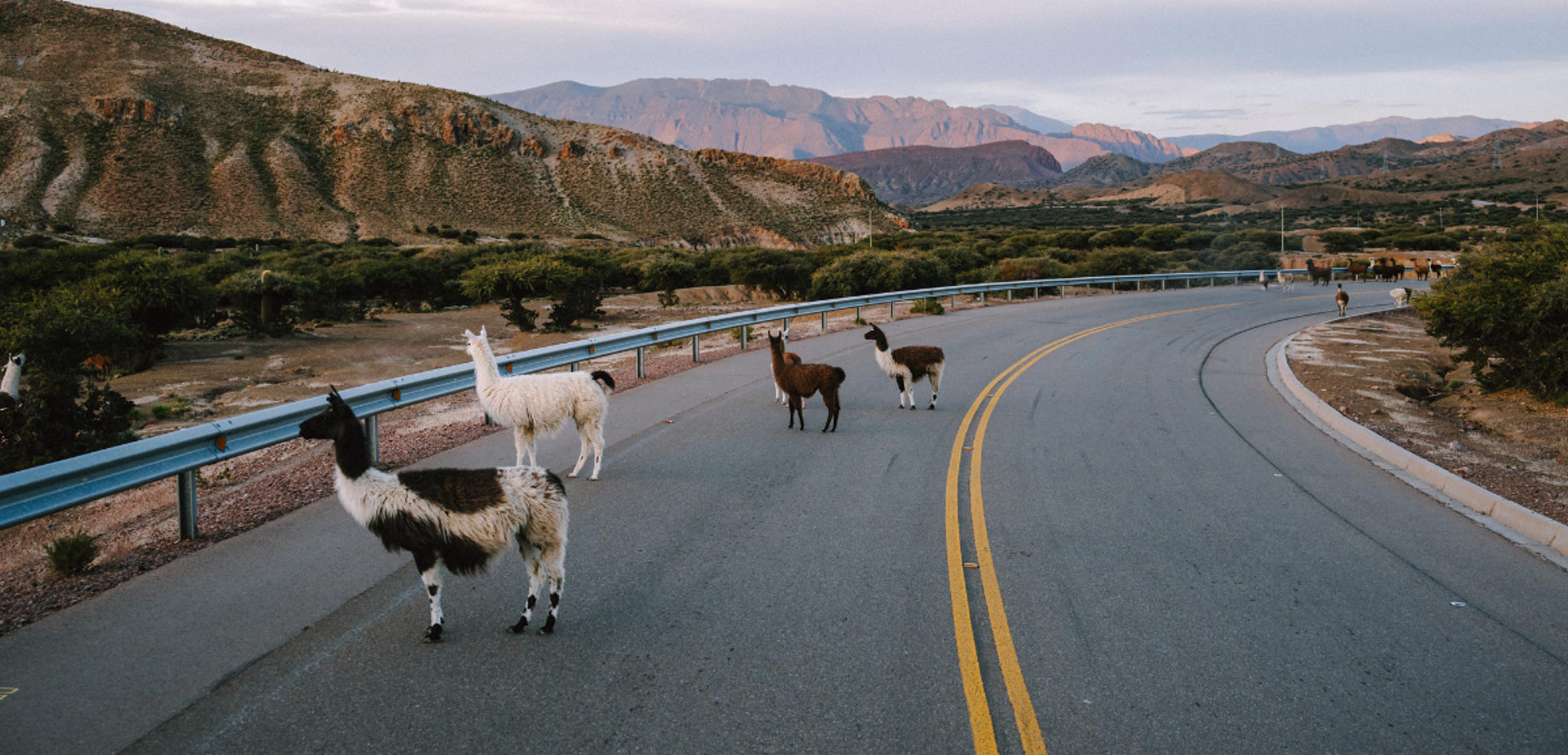 Et faire coucou aux lamas !